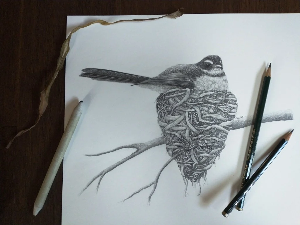 Graphite drawing by Sina Sibler of a fantail sitting on eggs in a nest, original New Zealand bird artwork.