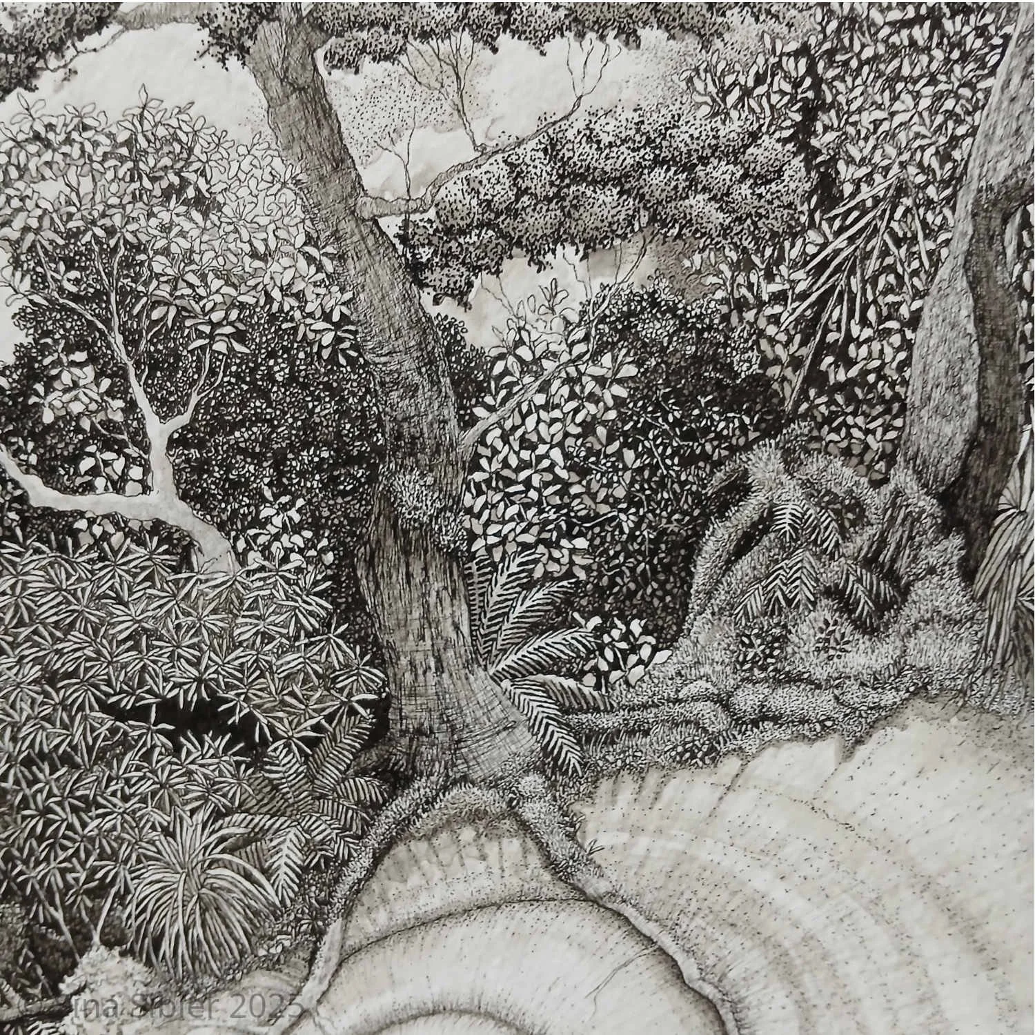 Close up of Giant Snail Poweliphanta Fiordlandica ink drawing by Artist Sina Sibler