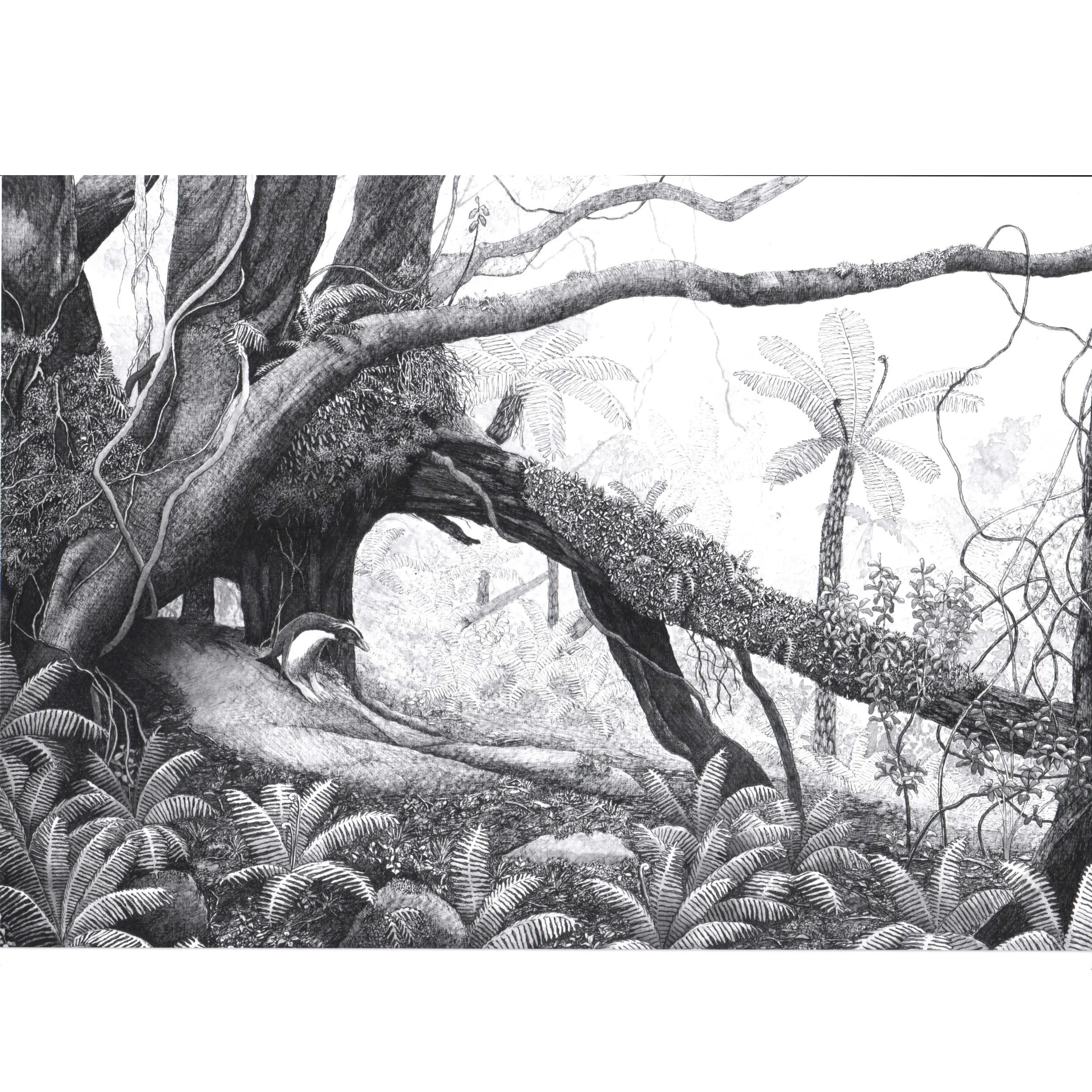 Forest Penguin on Chalky Island- A4  Art Print