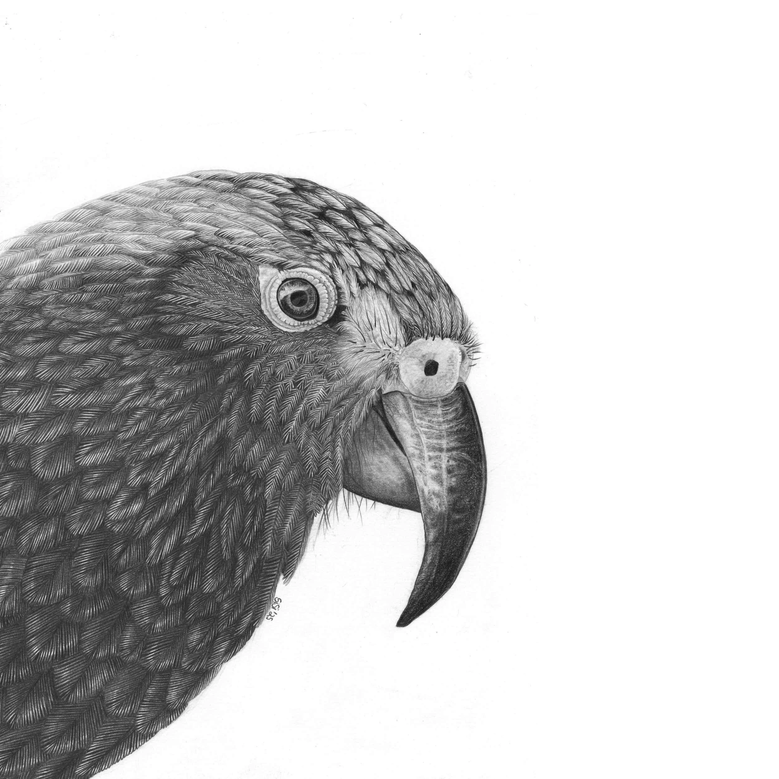 Kea Portrait