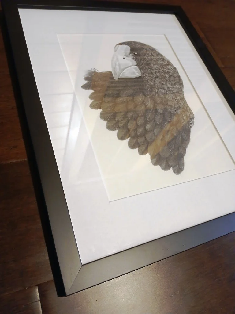 Frame Detail of Takahe Graphite Drawing by Artist Sina Sibler
