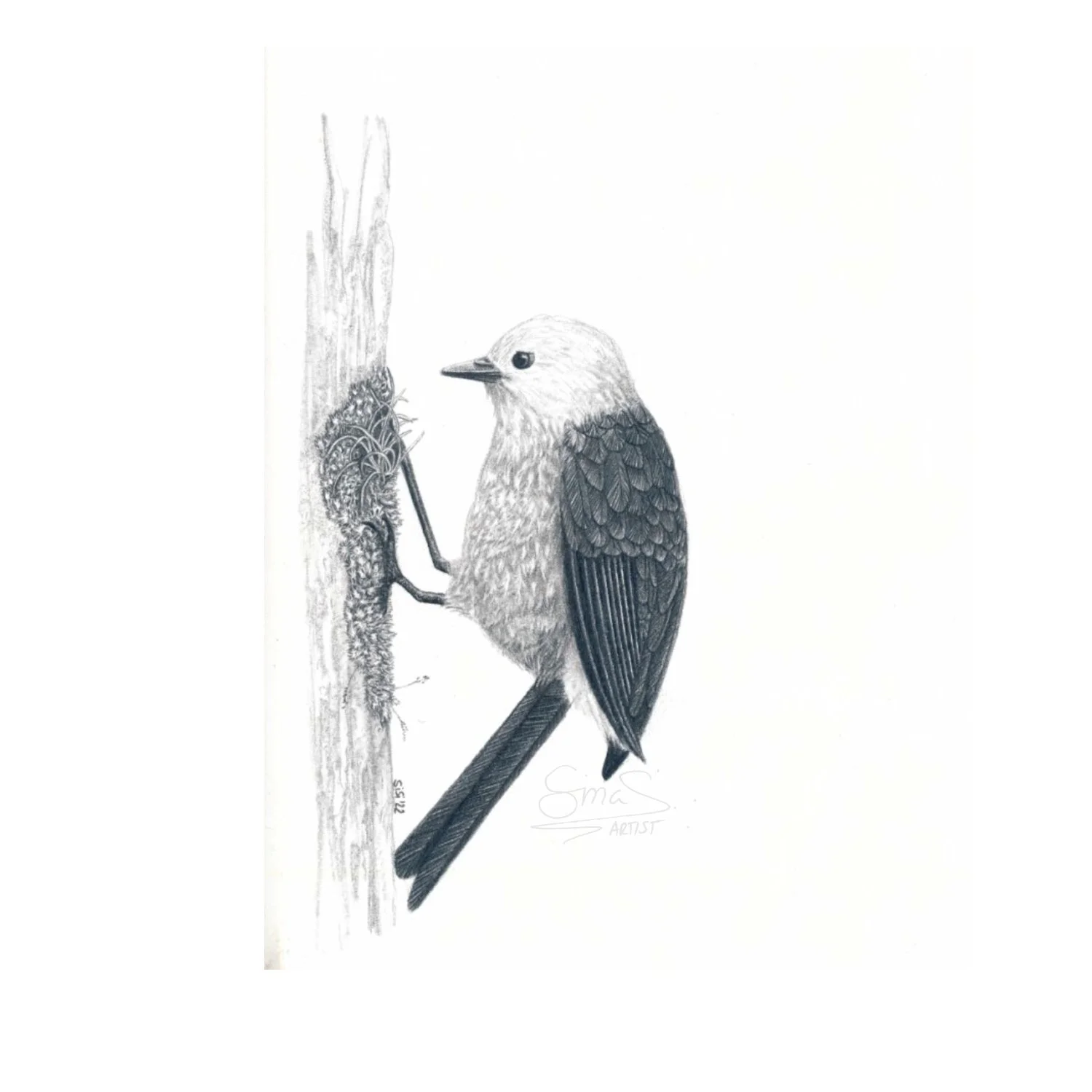 Mohua (Graphite Drawing)