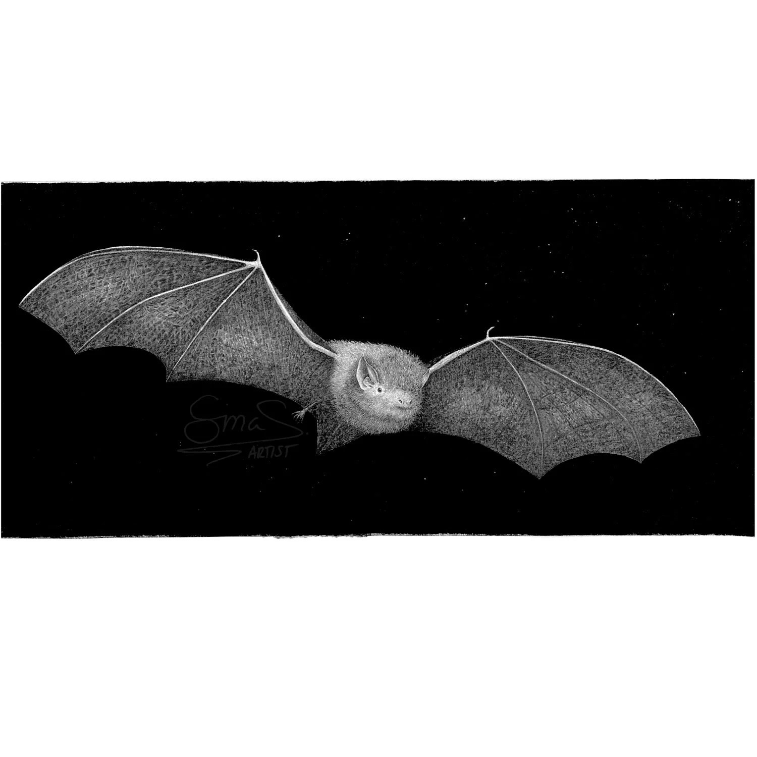 Long-Tailed Bat