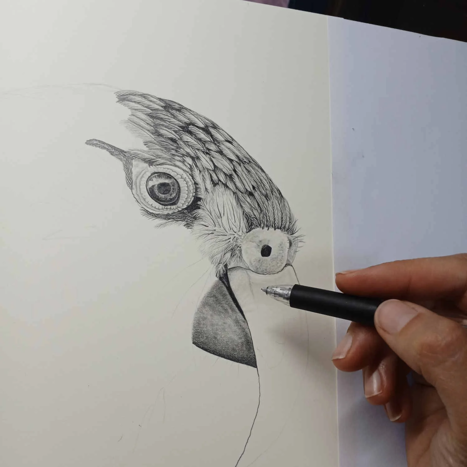 Drawing Detail of the Graphite Drawing Kea Portrait by Te Anau Artist Sina Sibler
