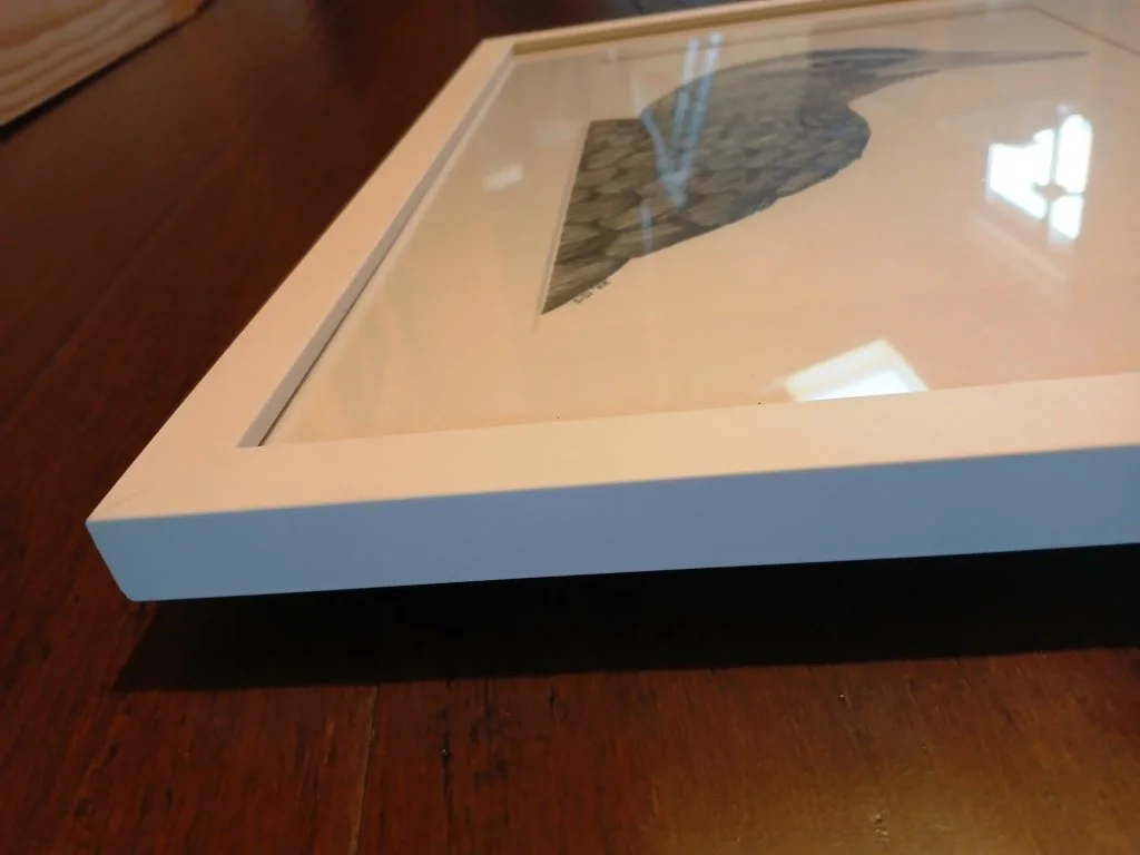 Framed Graphite drawing of a Weka portrait, original framed New Zealand bird artwork.