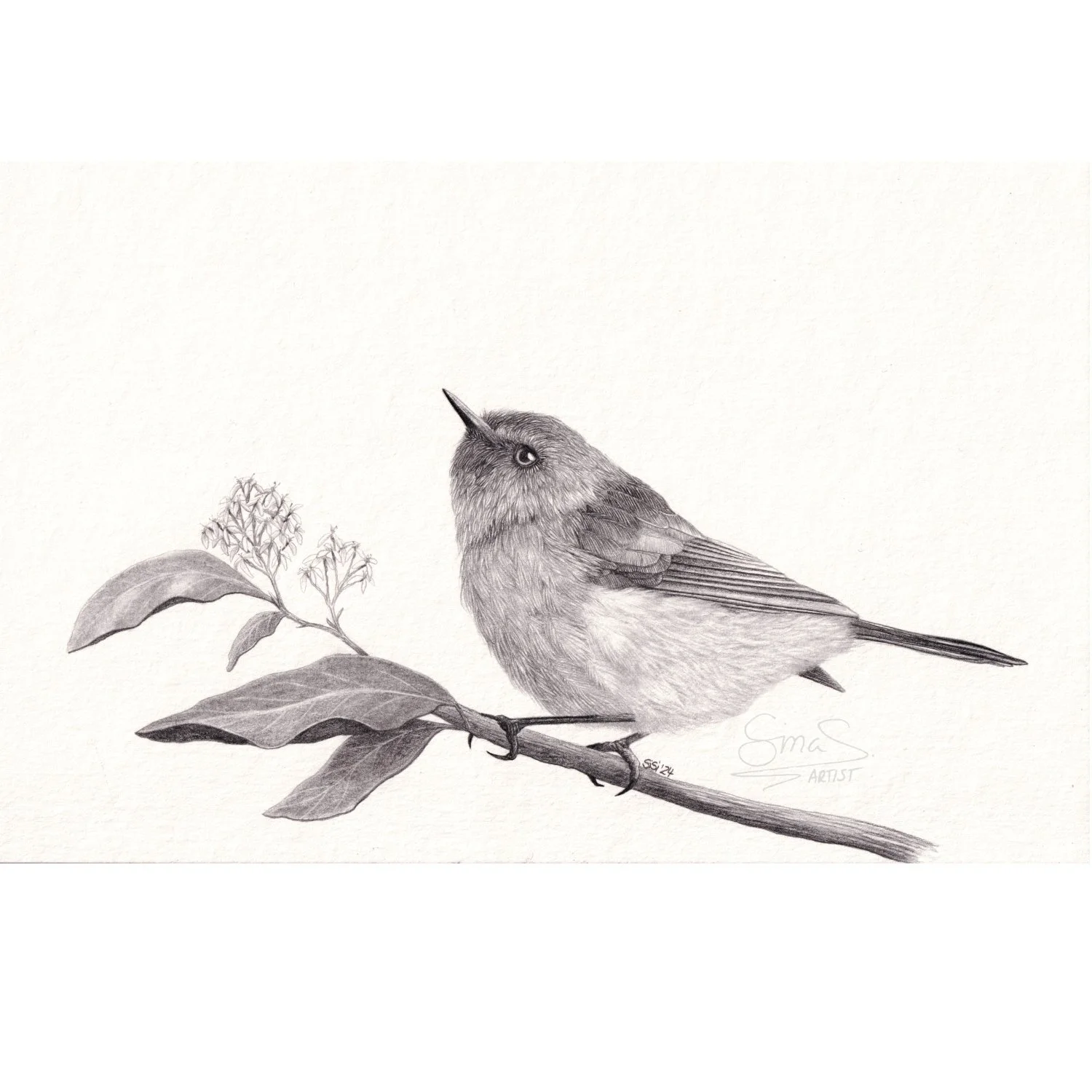Detailed Graphite drawing by Sina Sibler of a Grey Warbler bird on an Olearia branch, original New Zealand bird artwork.