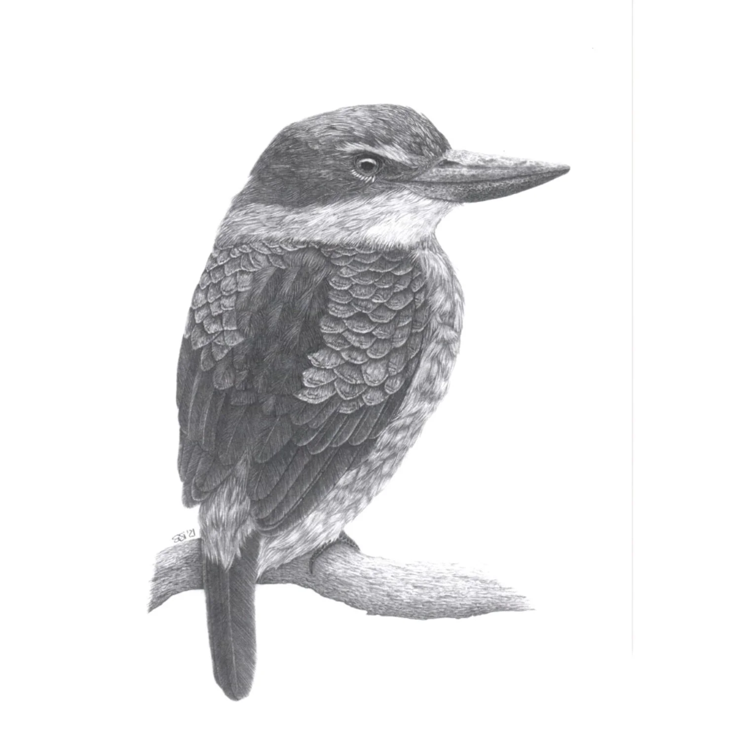 Sacred Kingfisher