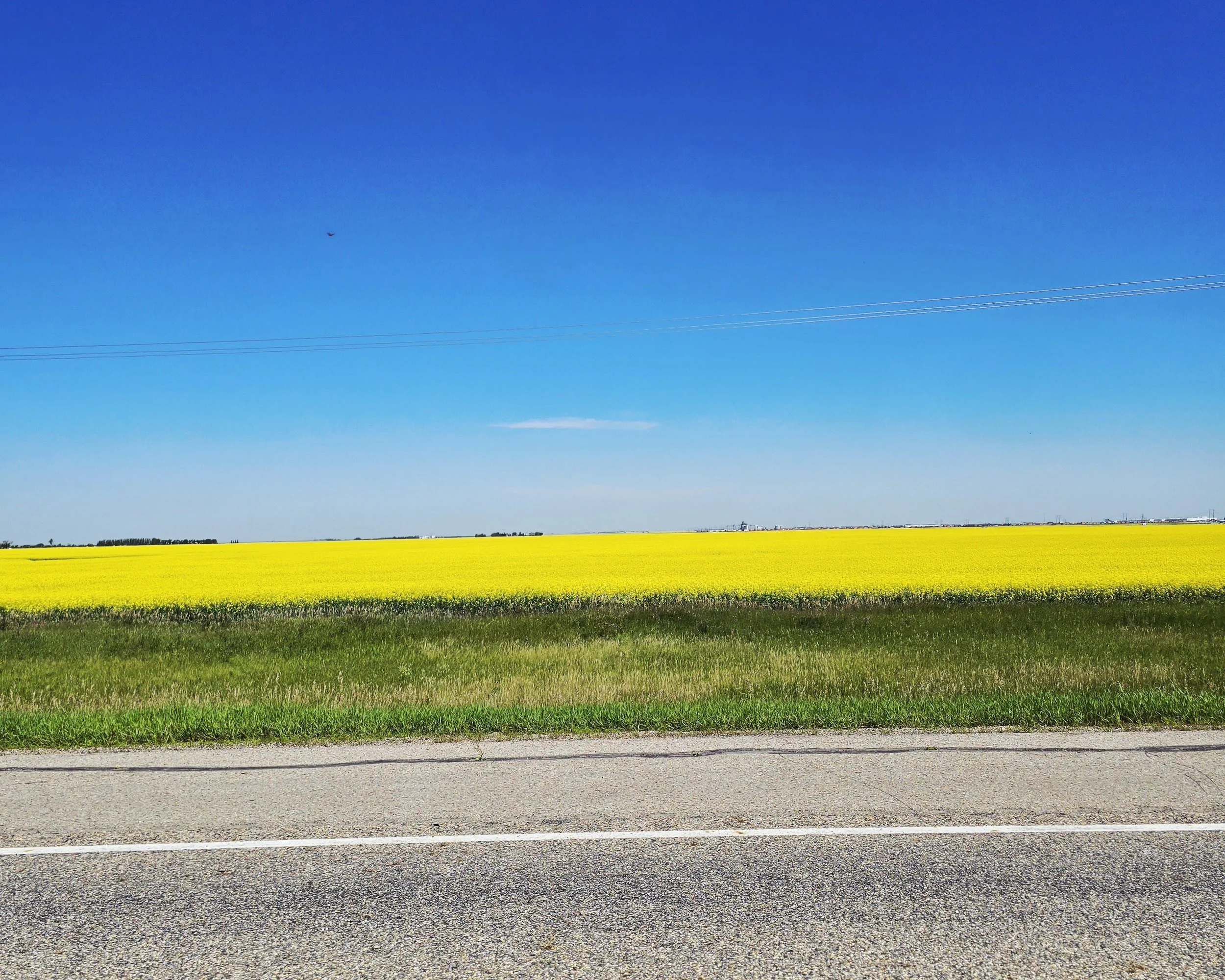 Saskatchewan Canola Nutritionist