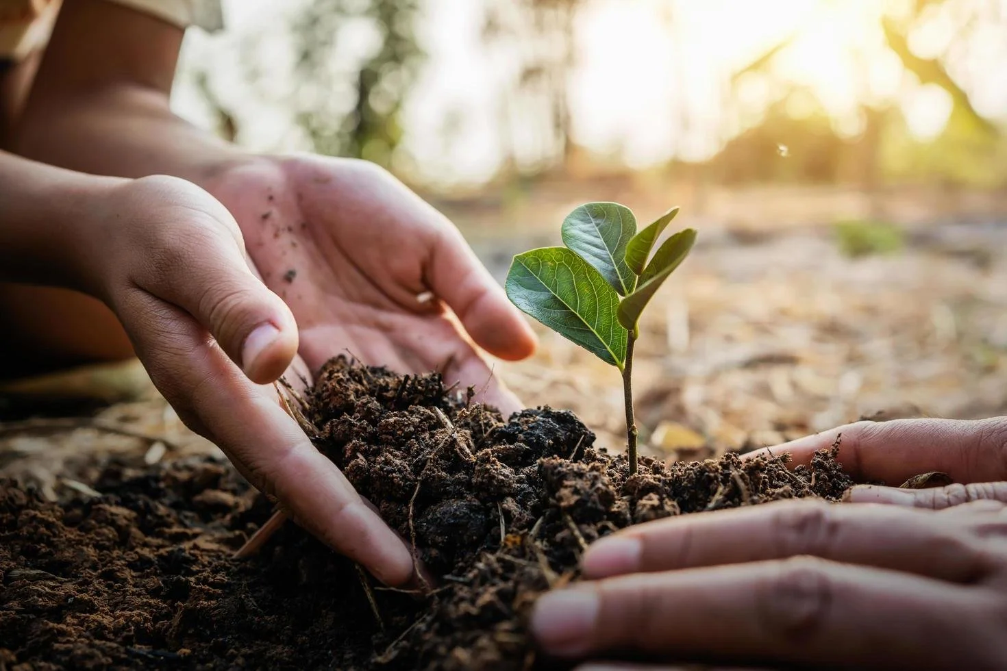 planting-tree-in-garden-concept-save-world-green-earth-free-photo.jpg