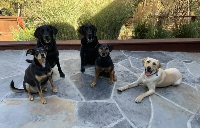 Sarahs-Dogs-700x450.jpg