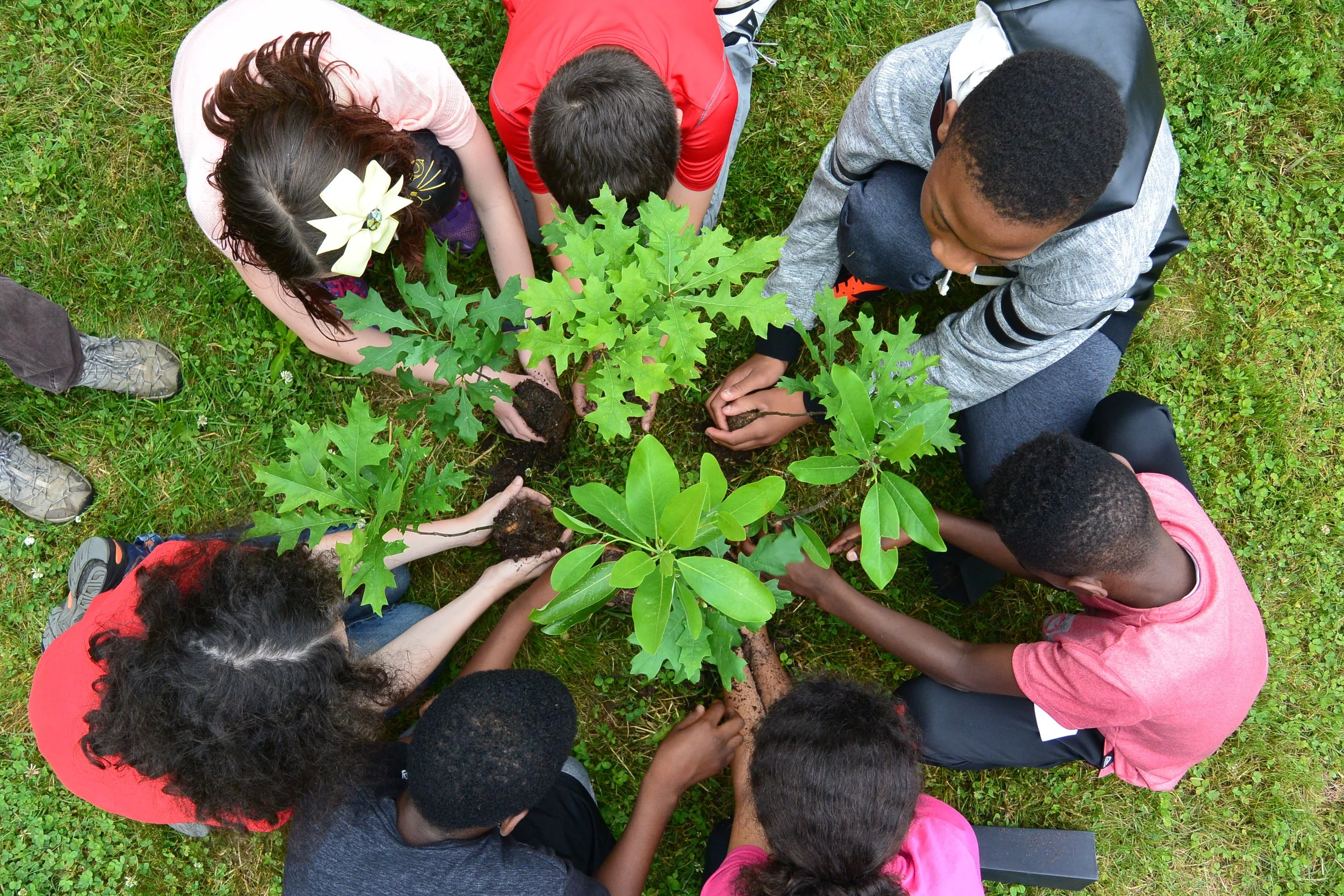 Group of children planting small trees in a grassy area from an overhead perspective.