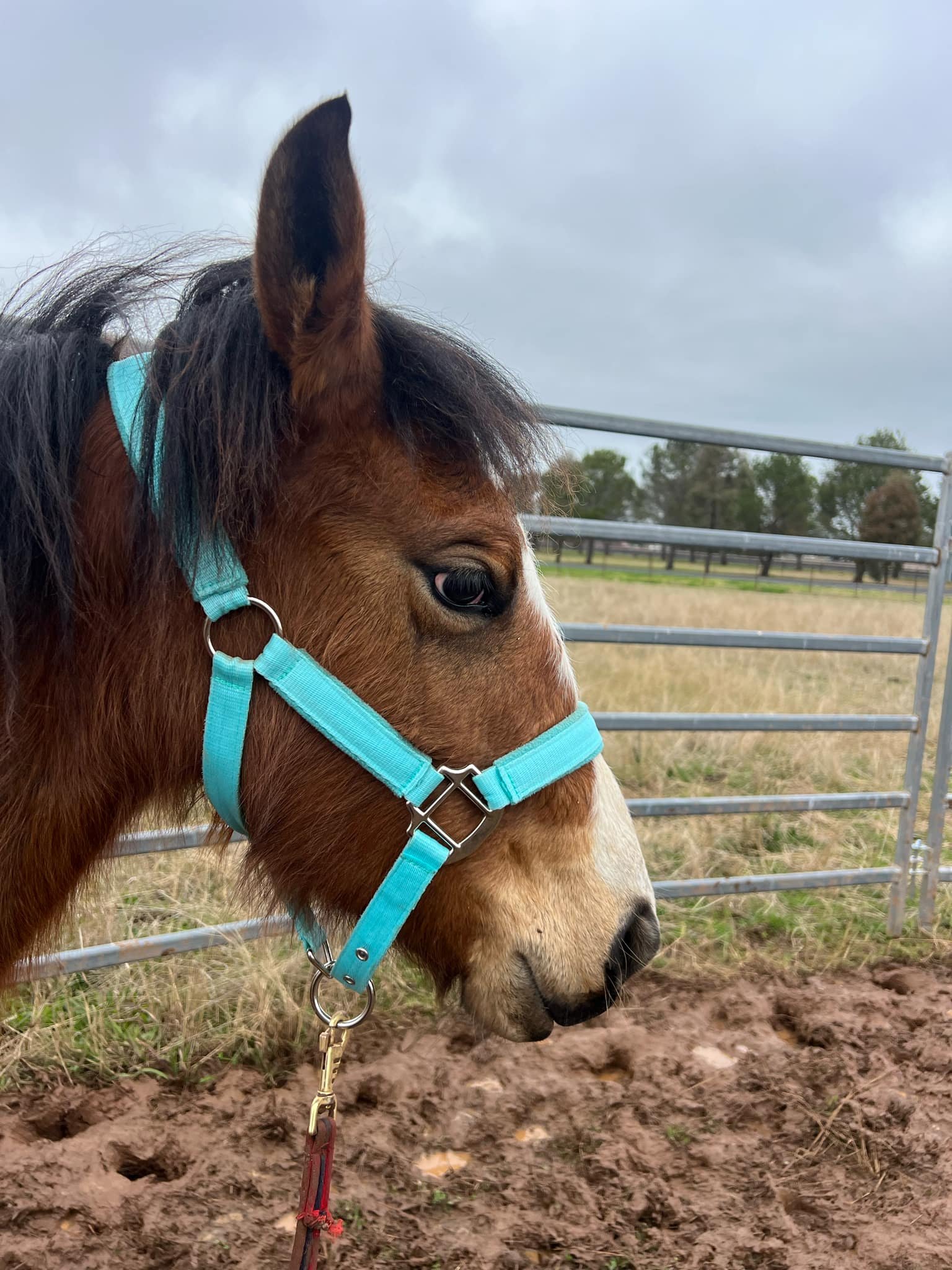 Halter Breaking Young or Nervous Horses