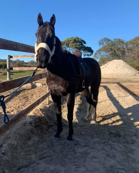 Long Reining Tips