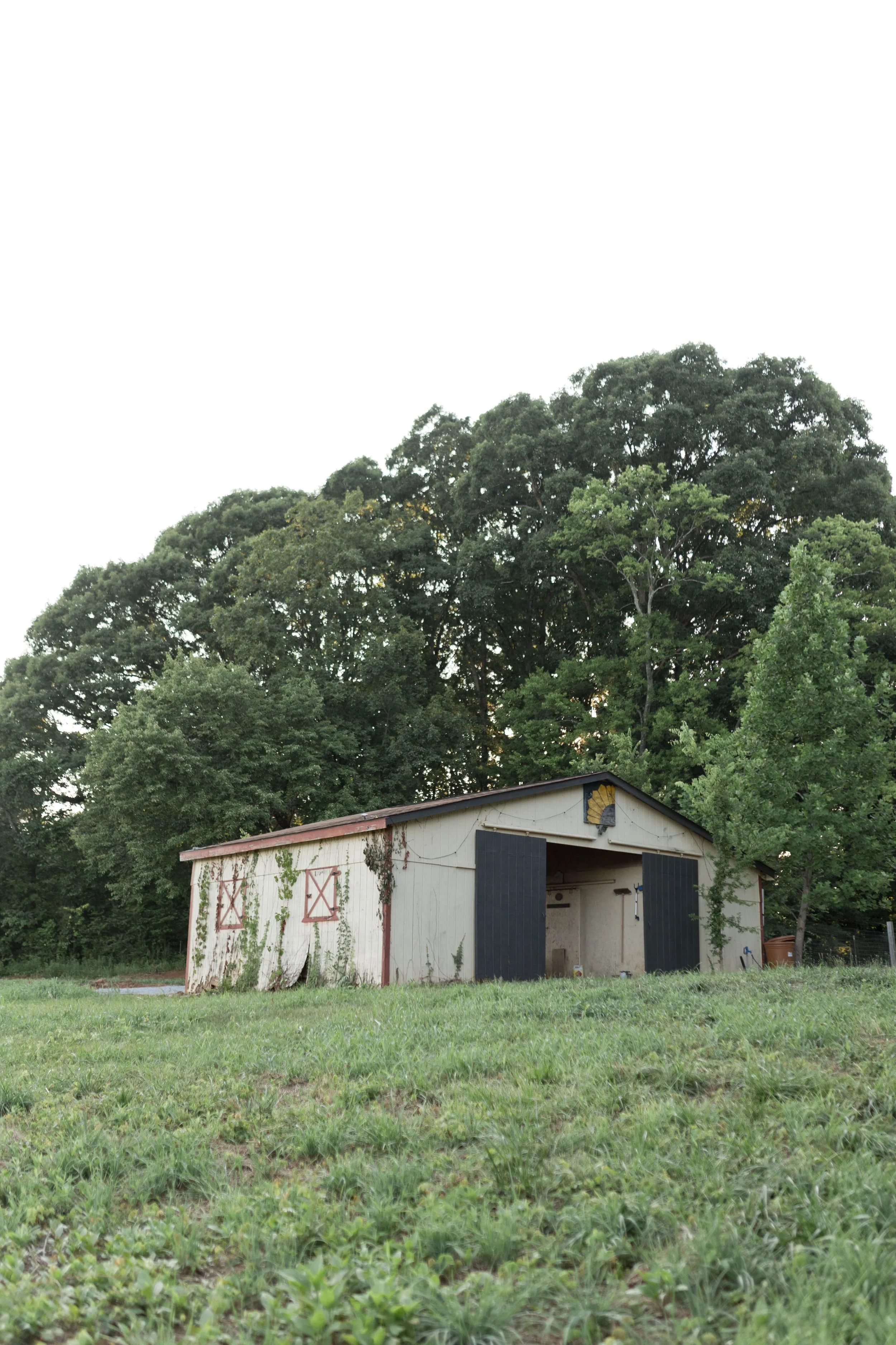 A rustic barn with black doors and faded white walls covered in green vines, set in a grassy field with large leafy trees in the background under an overcast sky.