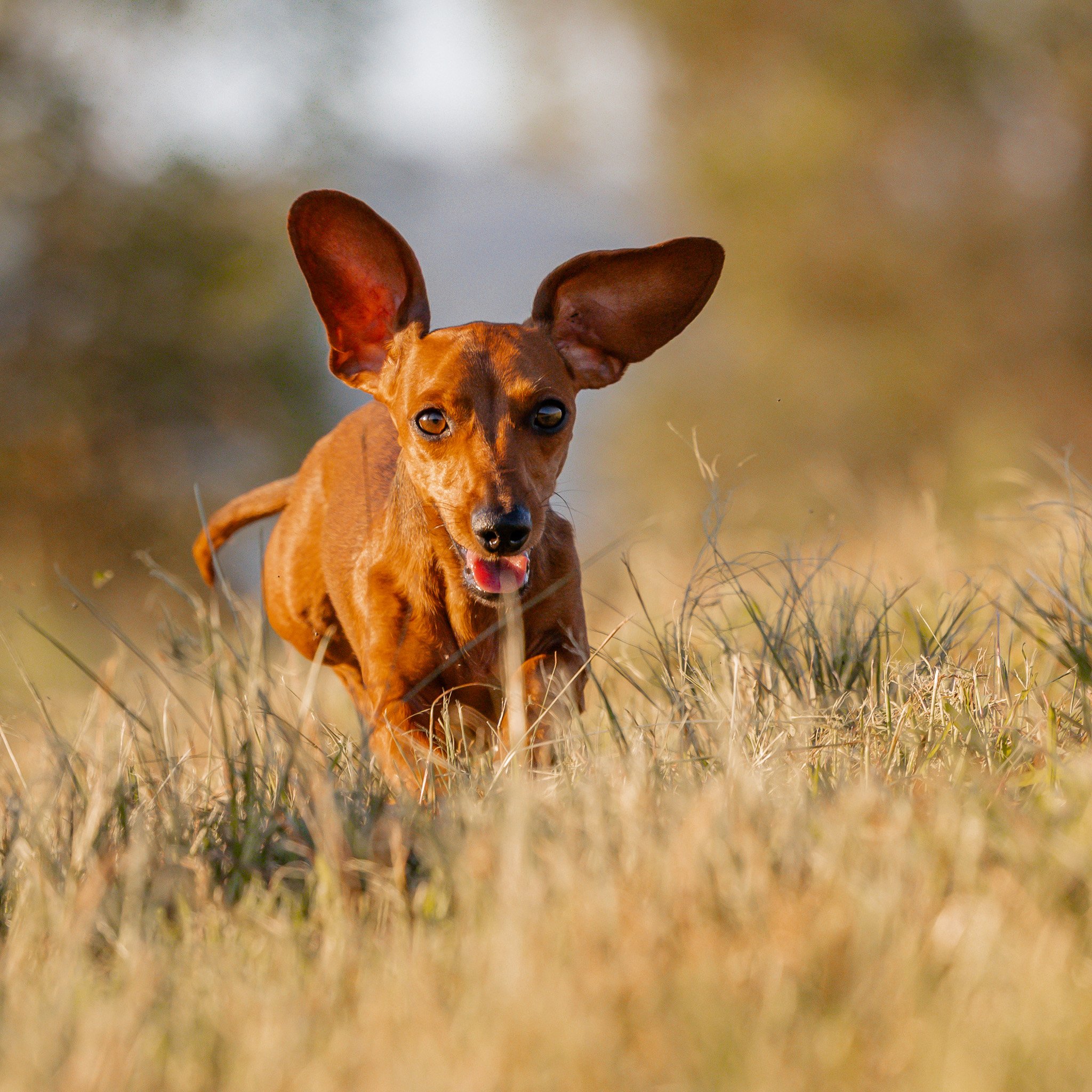 A brown dachshund running in a grassy field with ears flapping. Cat photoshoot