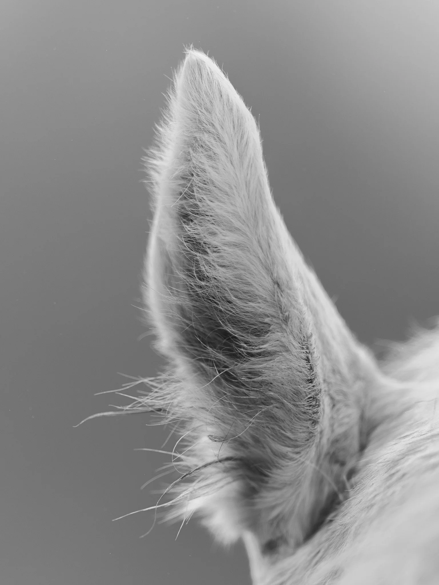 Close-up of a soft, fluffy animal's fur, possibly a cat or dog, in black and white.