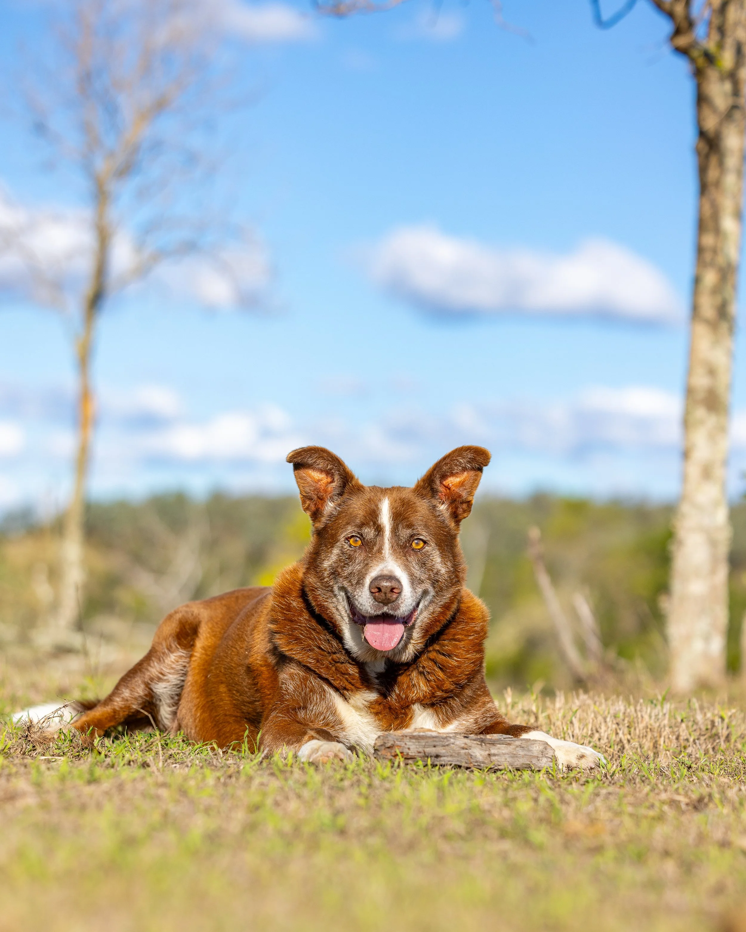 A happy brown and white dog lying on the grass with trees and a blue sky in the background.