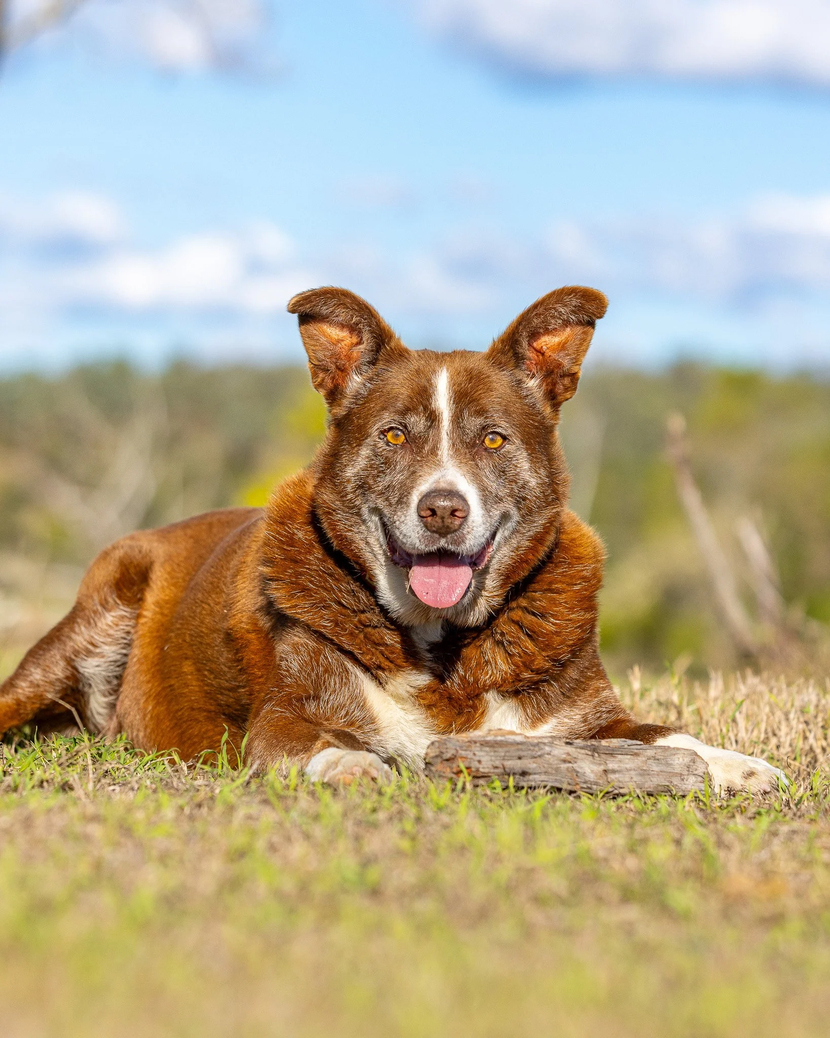 Close-up of a brown and white dog lying on grass with a blurred outdoor background.
