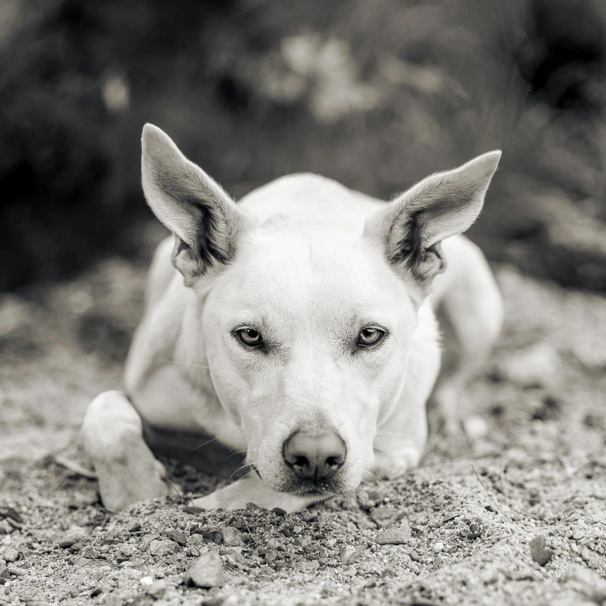 White dog with blue eyes walking on rocky ground with a blurred background. Photographed by Adam Wyatt.