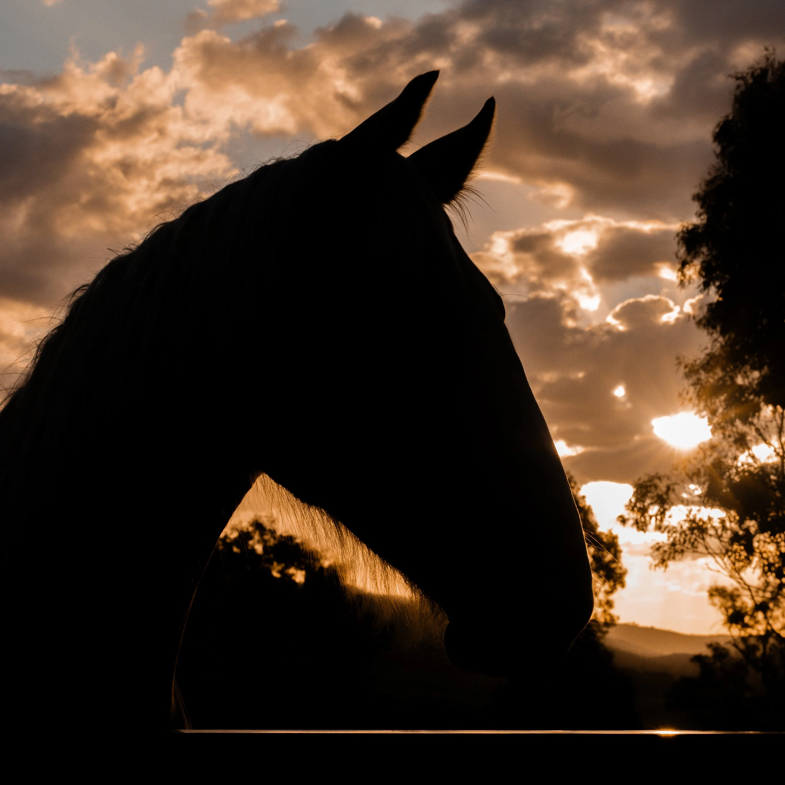 Silhouette of a horse's head and ears against a sunset sky with clouds and trees in the background.