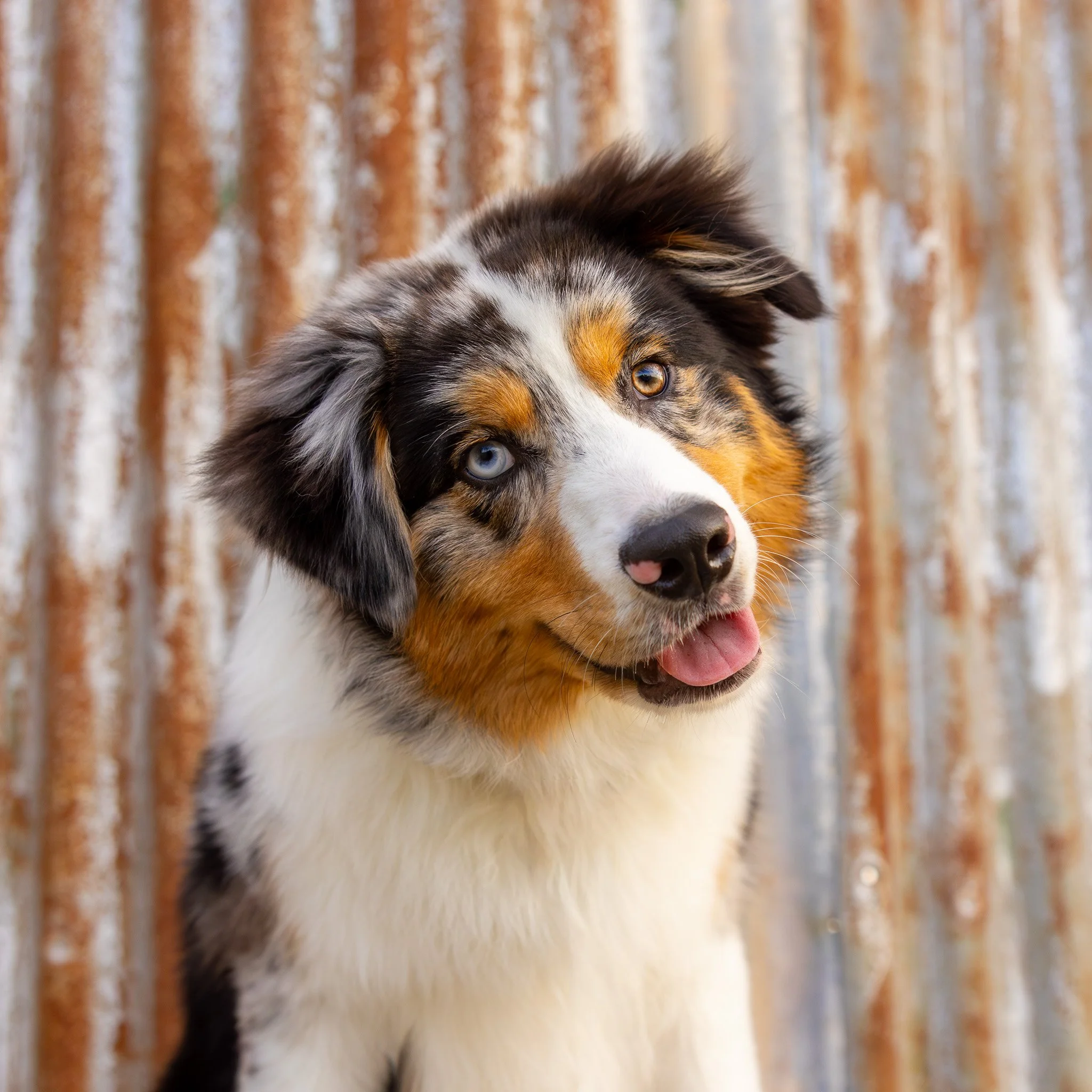 A close-up of an Australian Shepherd puppy with heterochromatic eyes (one blue, one brown), standing outdoors against a rusted metal background.