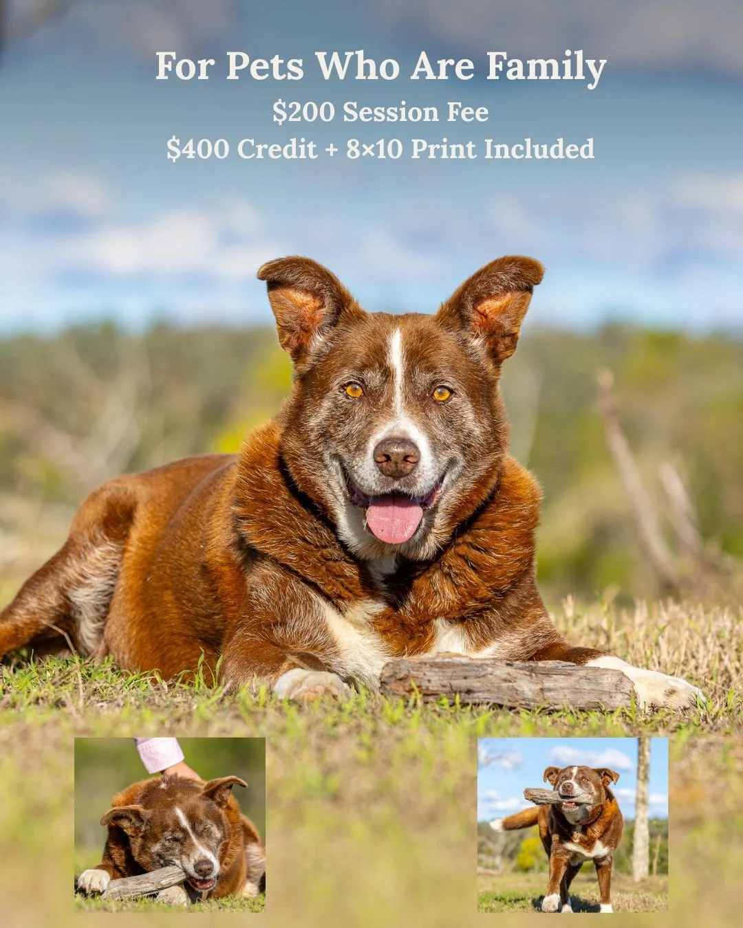 Fine Art Pet Portrait Experience