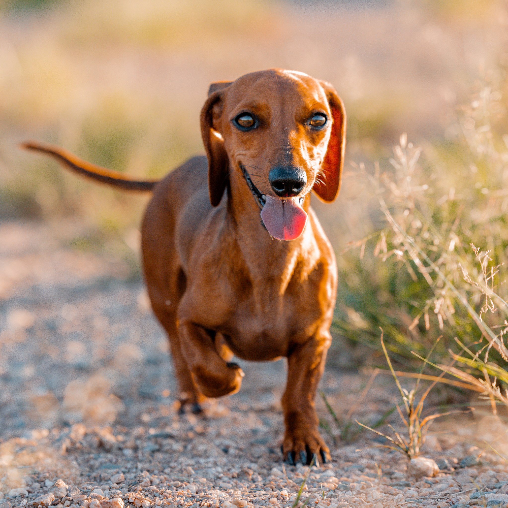 8 Fun things to do with your dog in the Somerset Region