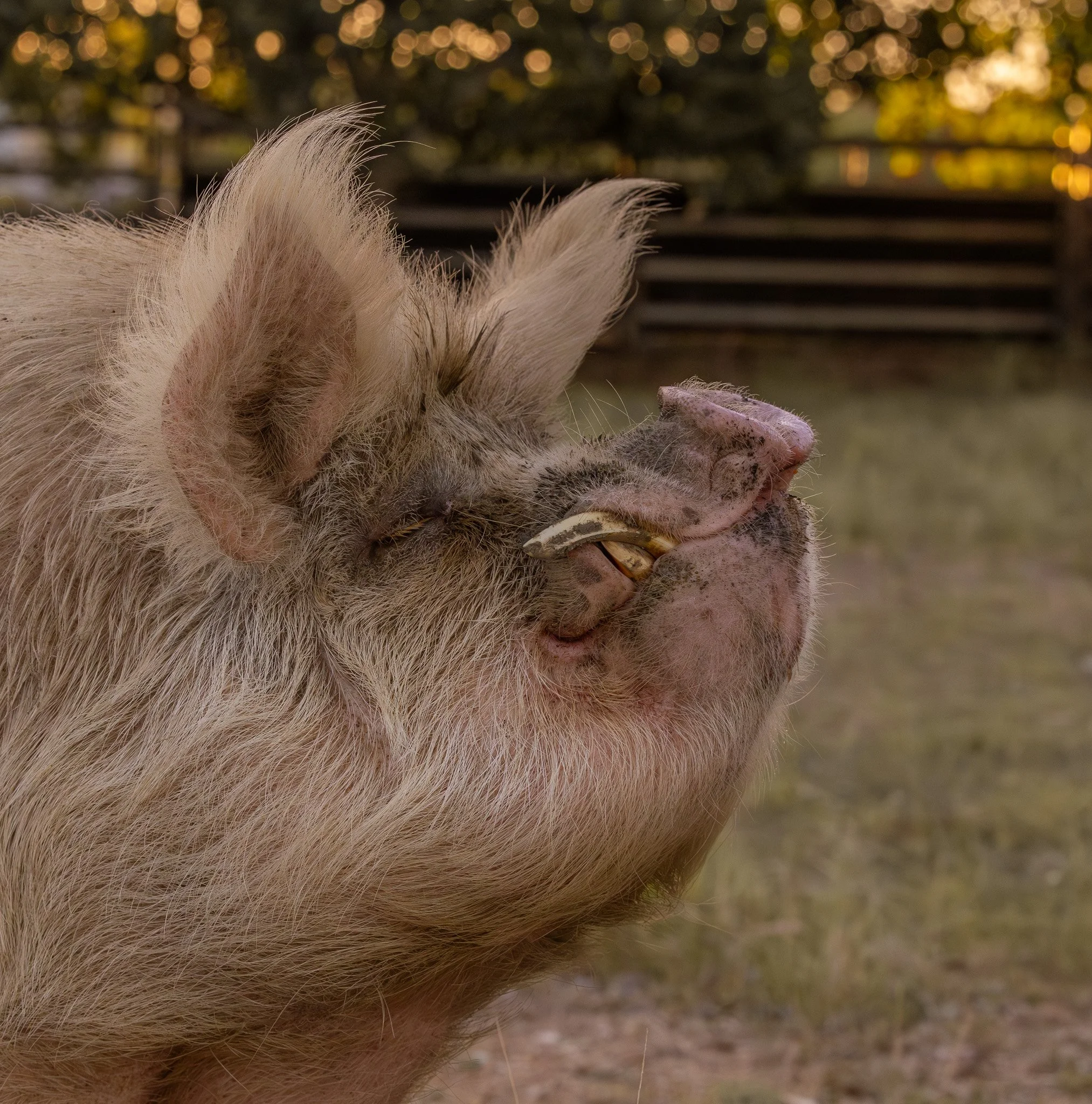 Heartbeat Haven Sanctuary Has Officially Launched!