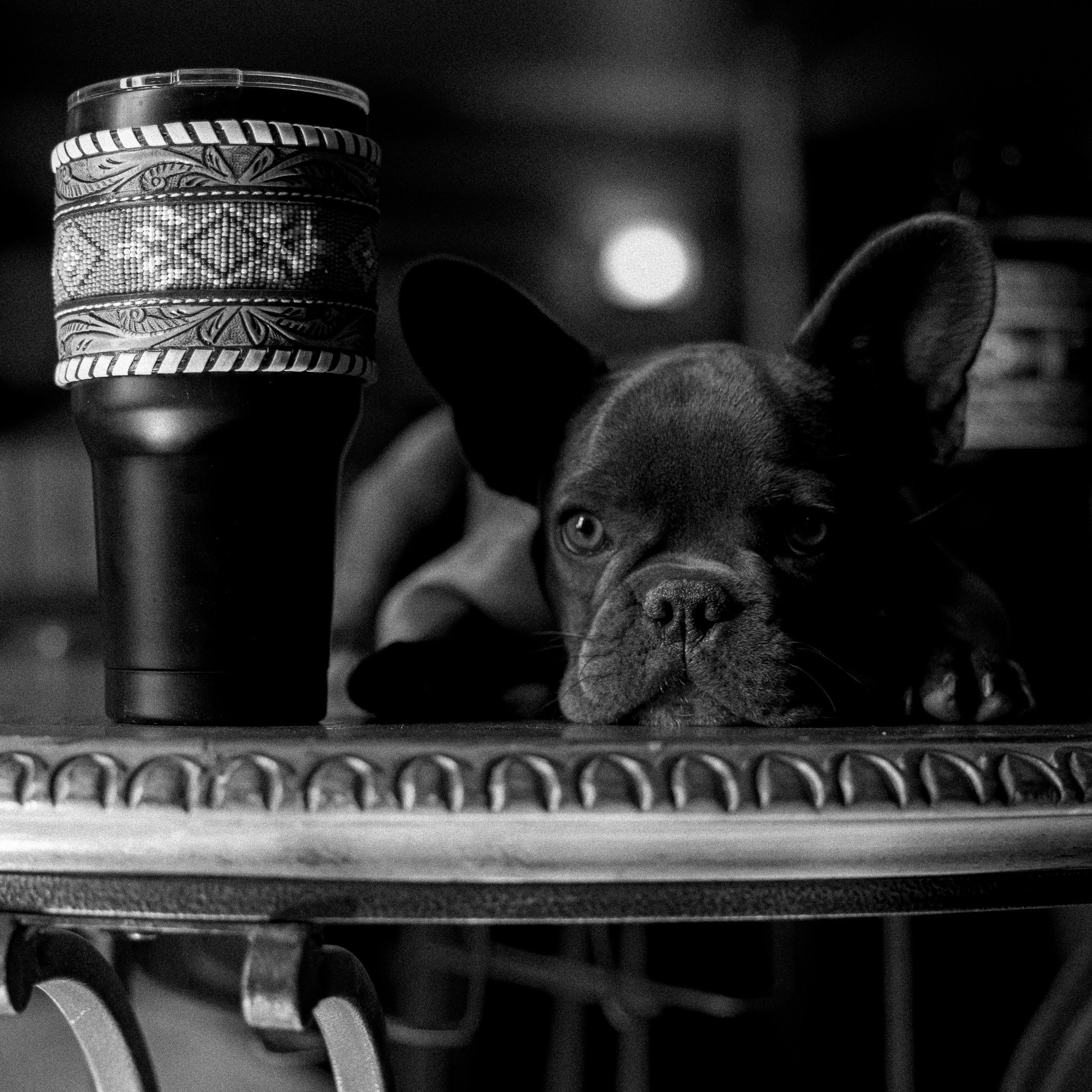 Black and white french bulldog photoshoot. Dog photoshoot