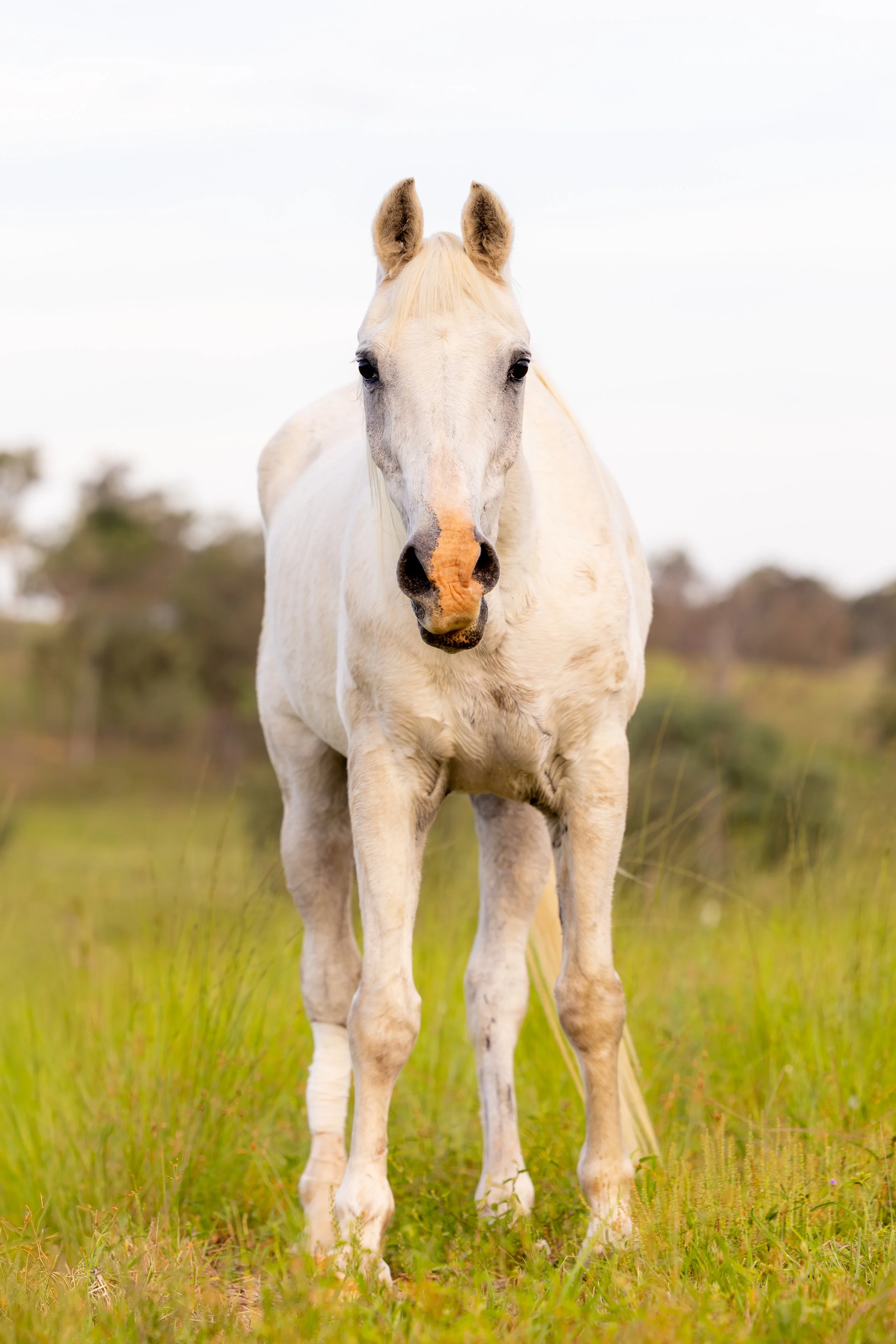 A white horse standing in a grassy field with a blurred background of trees and a cloudy sky.