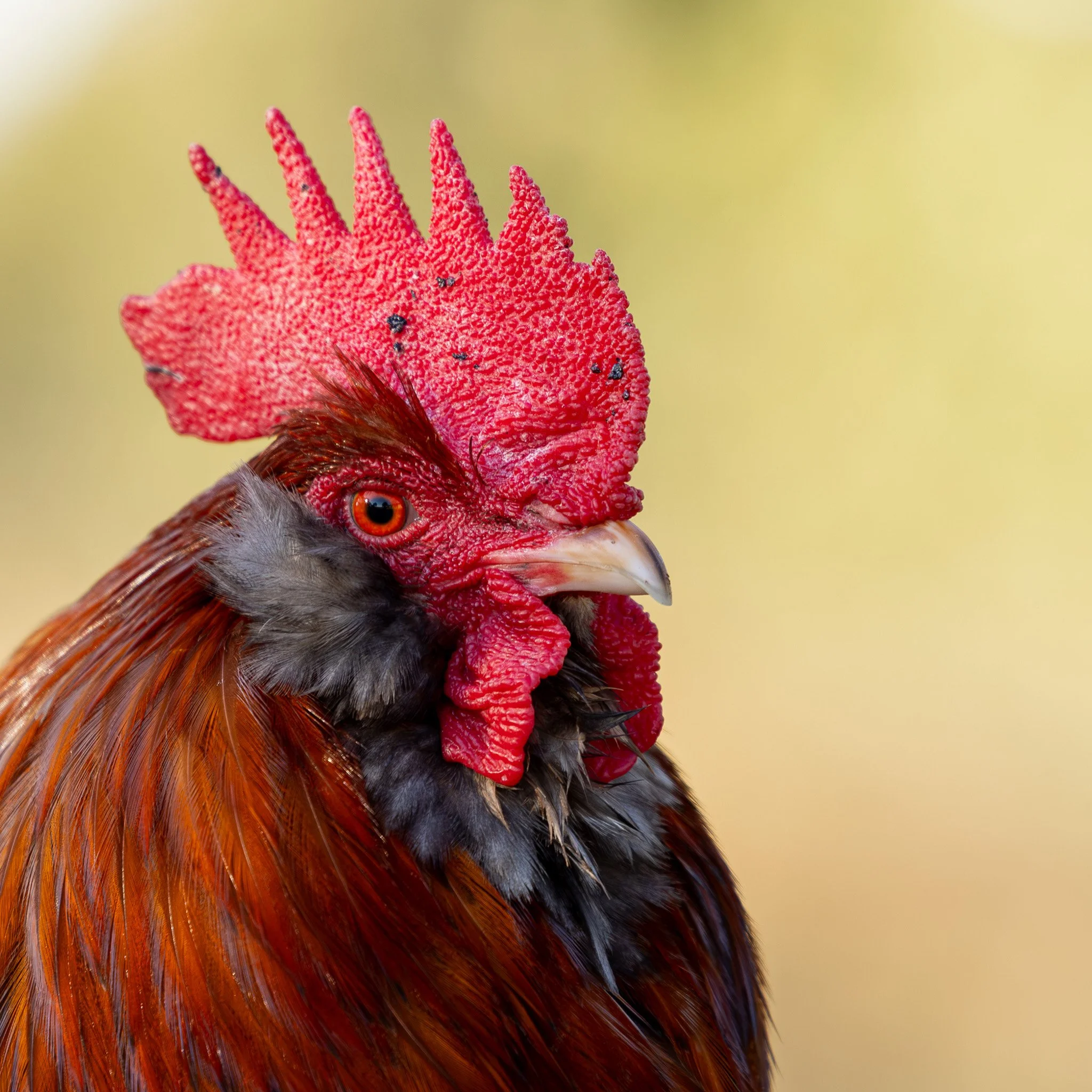 Close-up of a rooster's head with bright red comb and wattles, orange eye, and multicolored feathers, against a blurred light yellow background.  Photographed by Adam Wyatt Photography. Excellent photo.