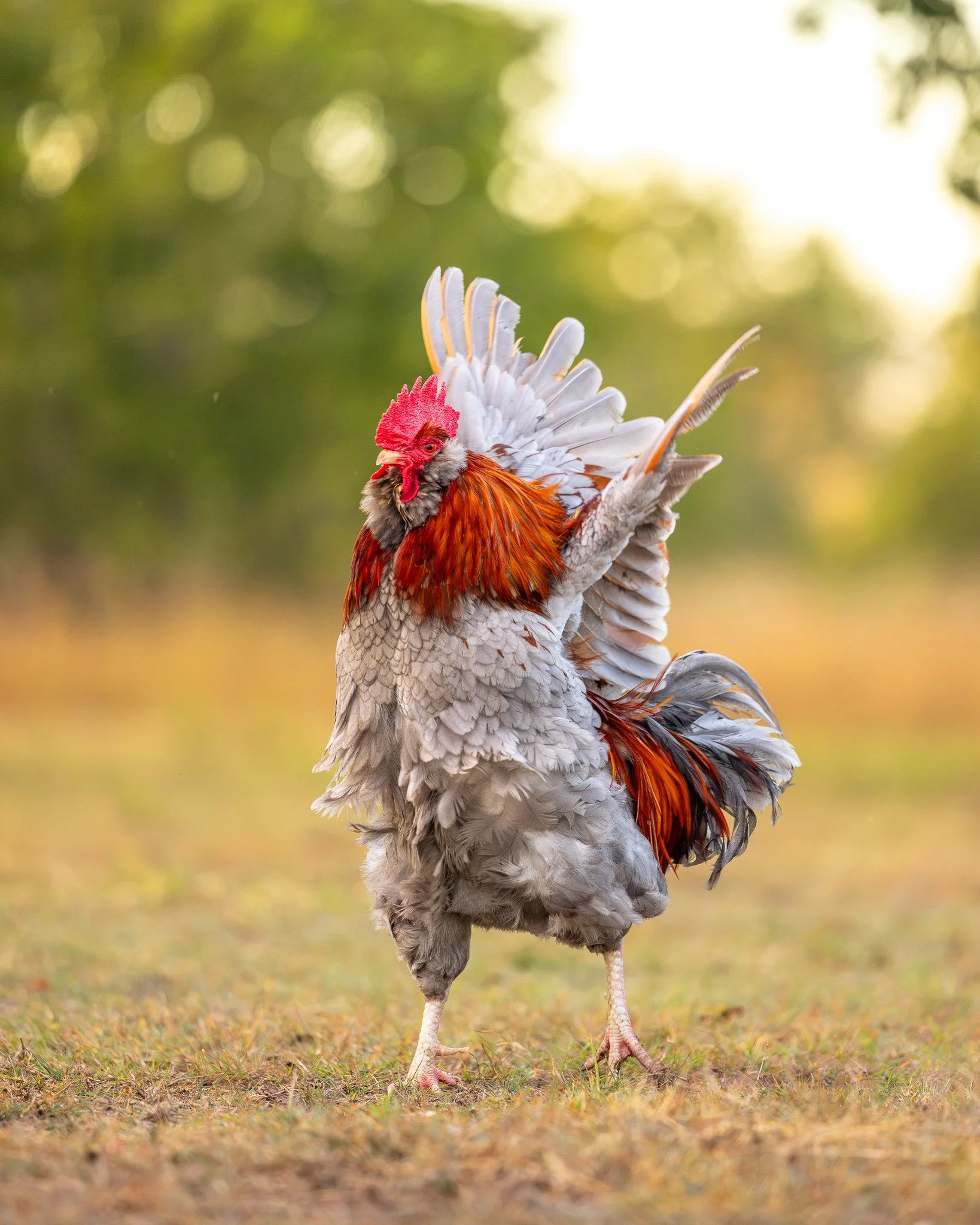 A rooster standing outdoors on a grassy ground with a blurred green and yellow background.  Photographed by Adam Wyatt Photography. Excellent photo.