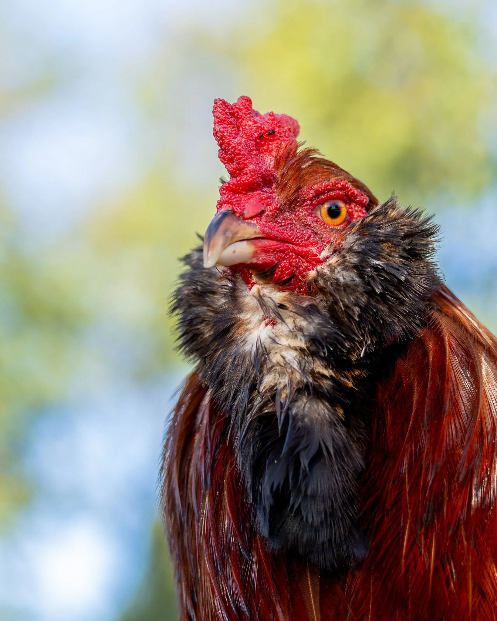 Close-up of a rooster's head showing a red comb, orange eye, and black beak, with a background of blurry green and blue colors.  Photographed by Adam Wyatt Photography. Excellent photo.