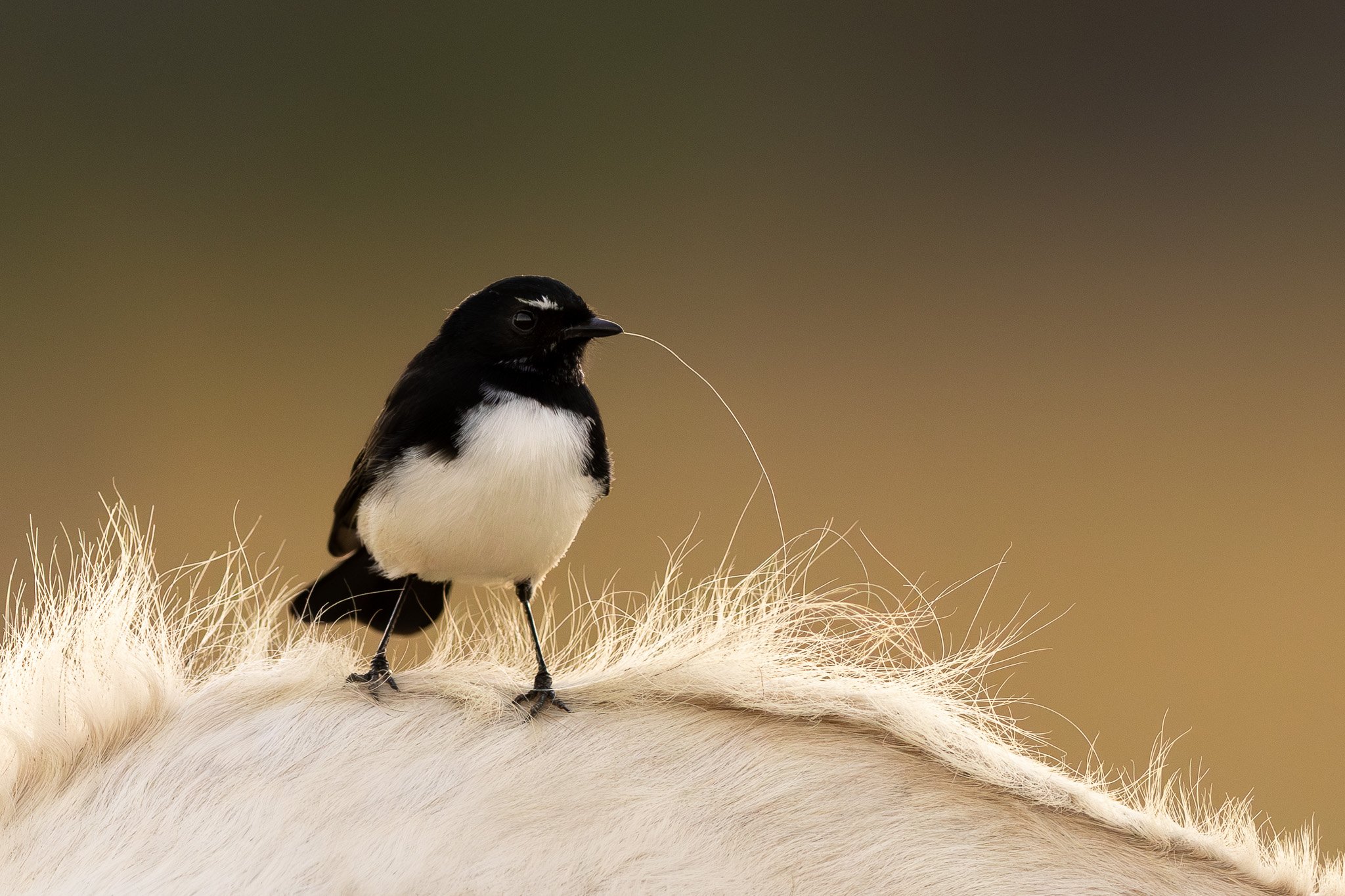 A close-up of a small black and white bird sitting on a white furry surface with tall, delicate strands. The bird appears to have a thin string or thread in its beak. The background is a plain, gradient brown color.
