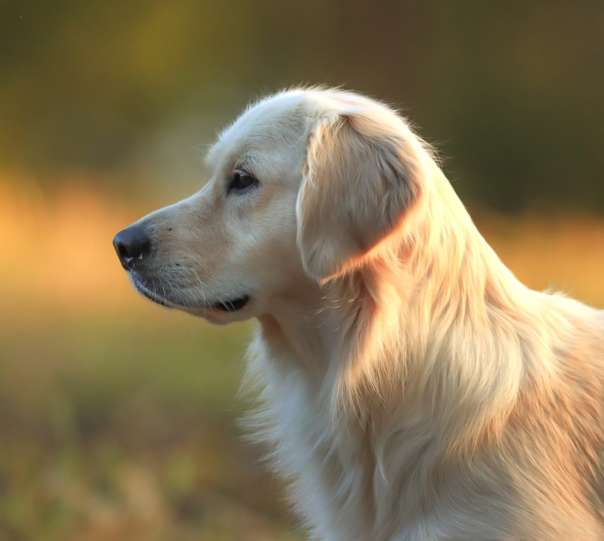 Golden retriever photoshoot. Dog photoshoot