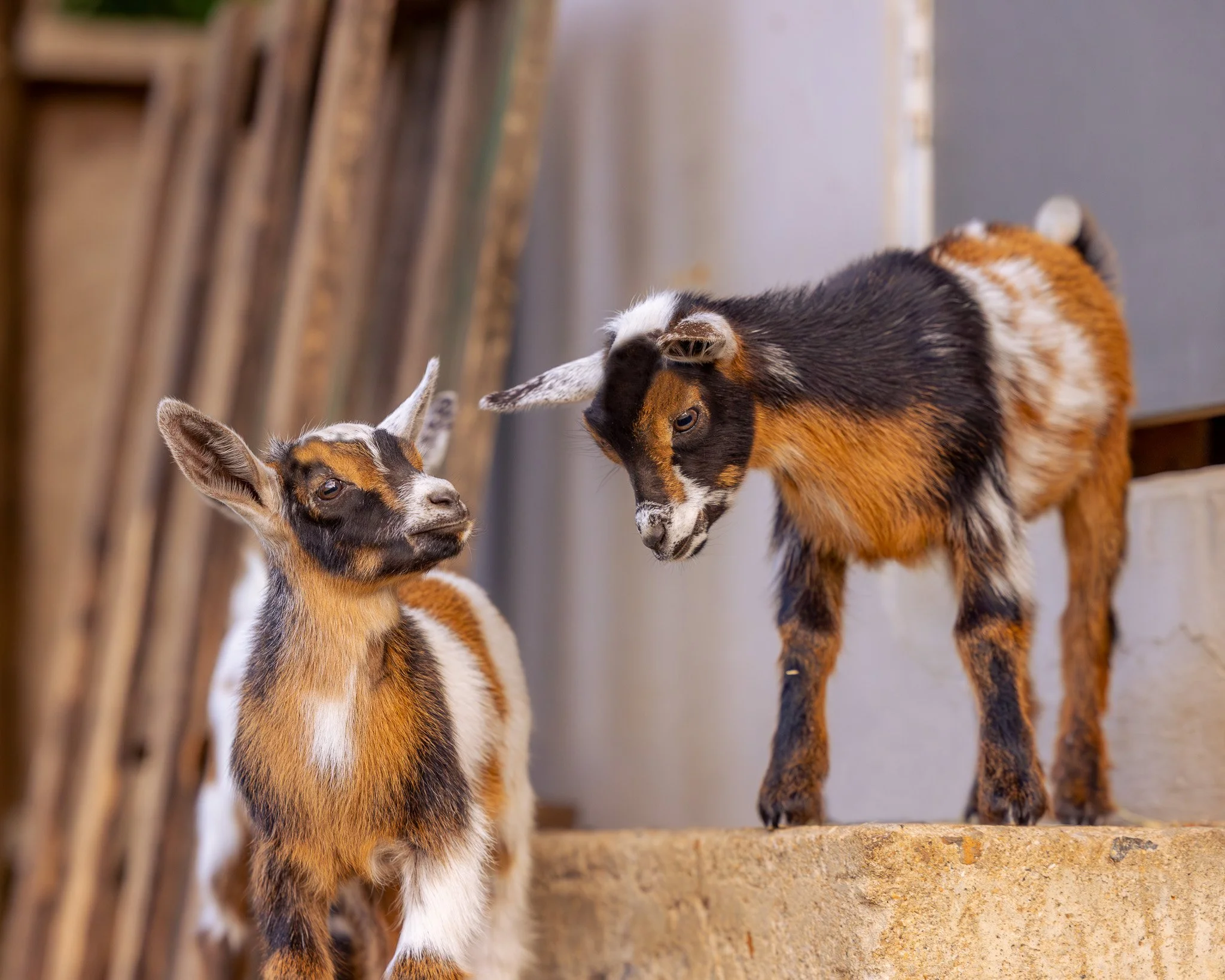 Two goats, one black, white, and brown, and the other smaller with a brown, black, and white coat, standing on a concrete surface indoors.
