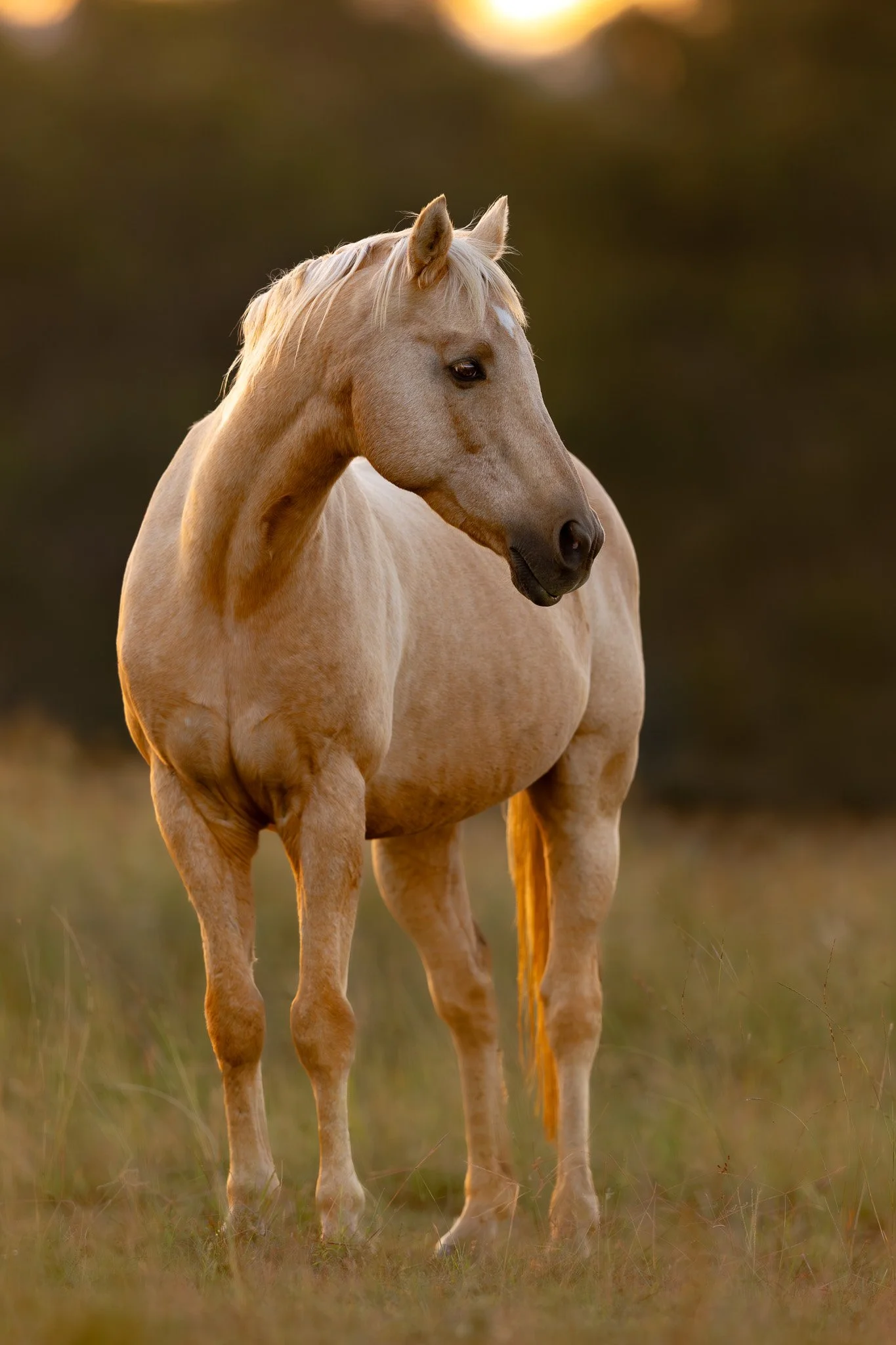 A light-colored horse standing in a grassy field at sunset. Photographed by Adam Wyatt.