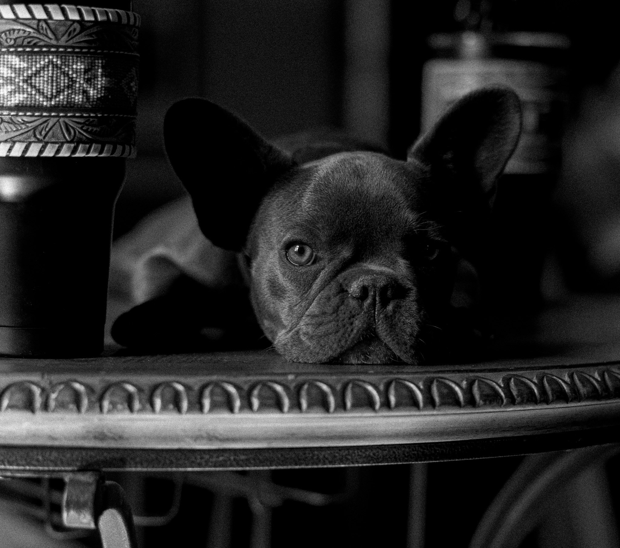 French buldog photoshoot. Dog photoshoot