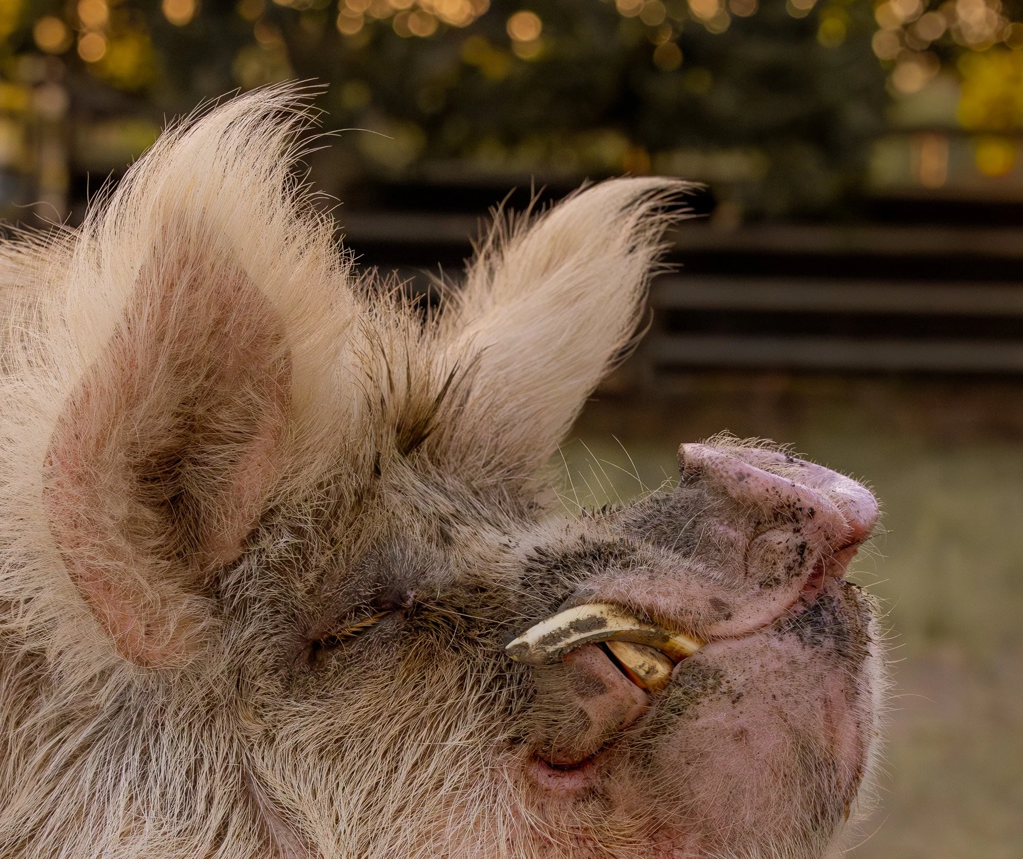 Close-up of a pig's face, showing its snout and ear, with a background of blurry lights.