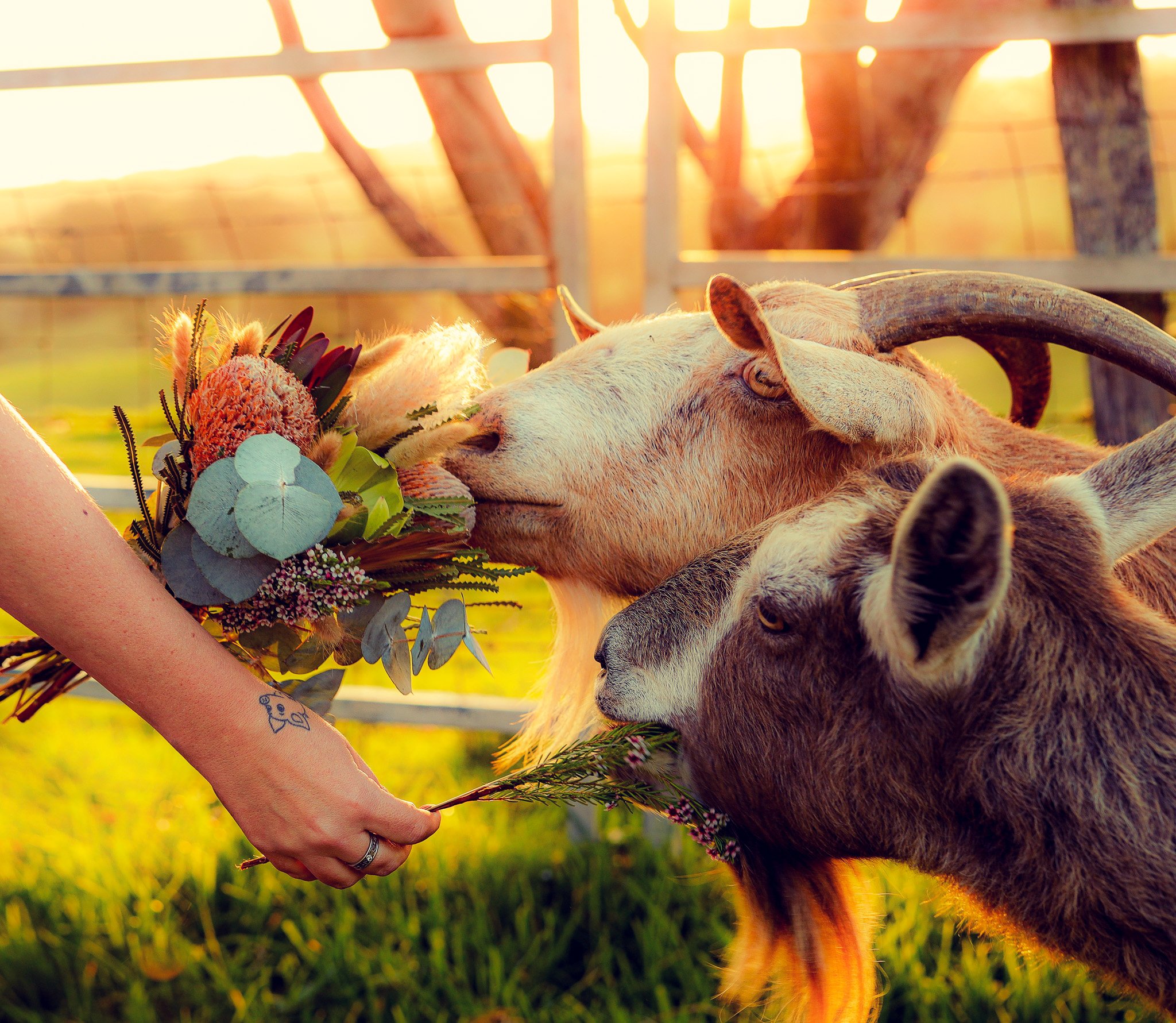 Goats photoshoot