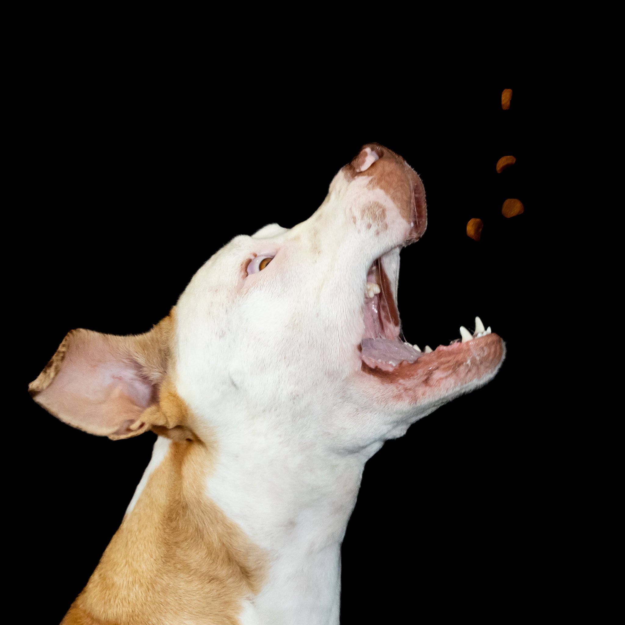Dog catching treats photo. Dog photoshoot
