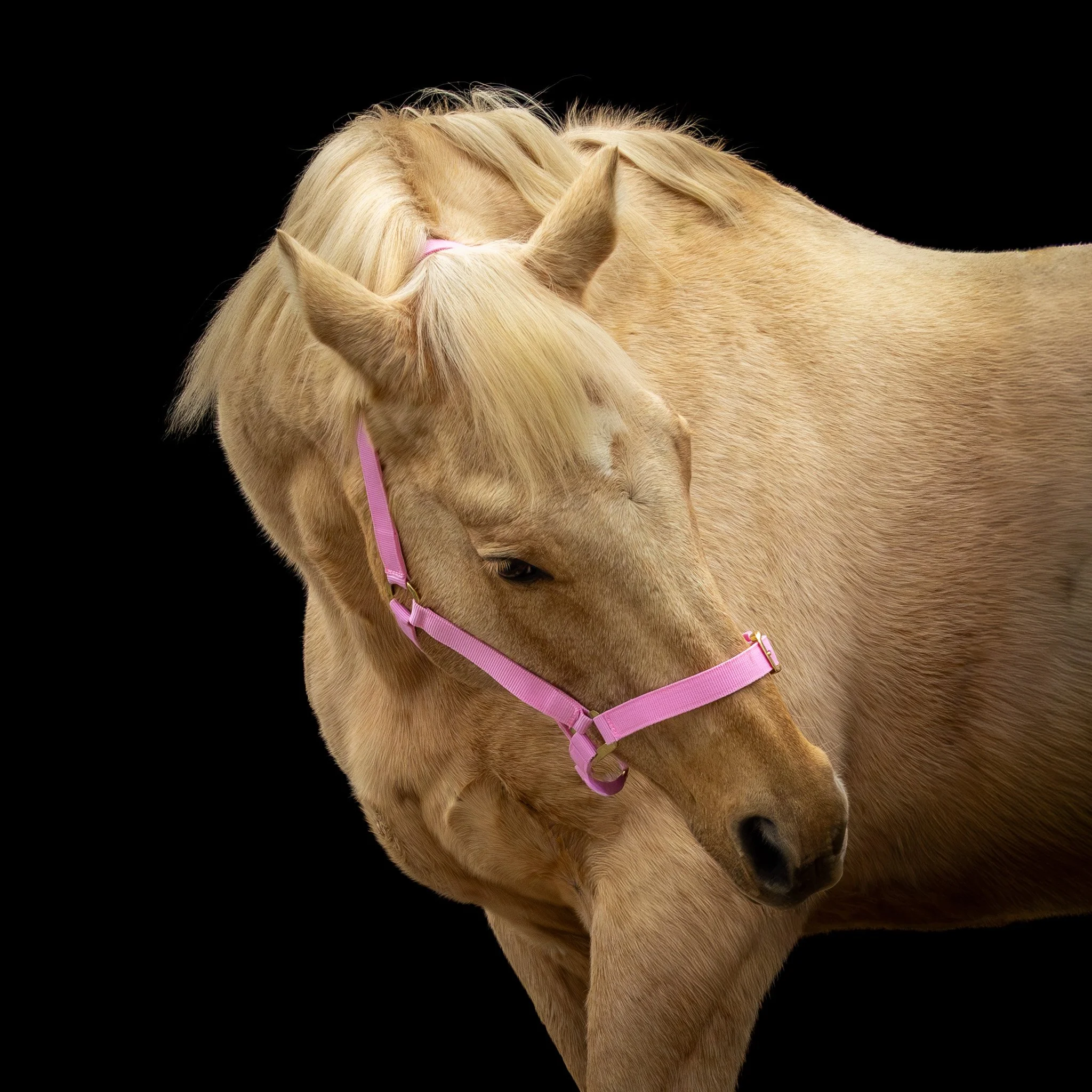 Close-up of a light tan horse with a pink halter, facing downward against a black background.