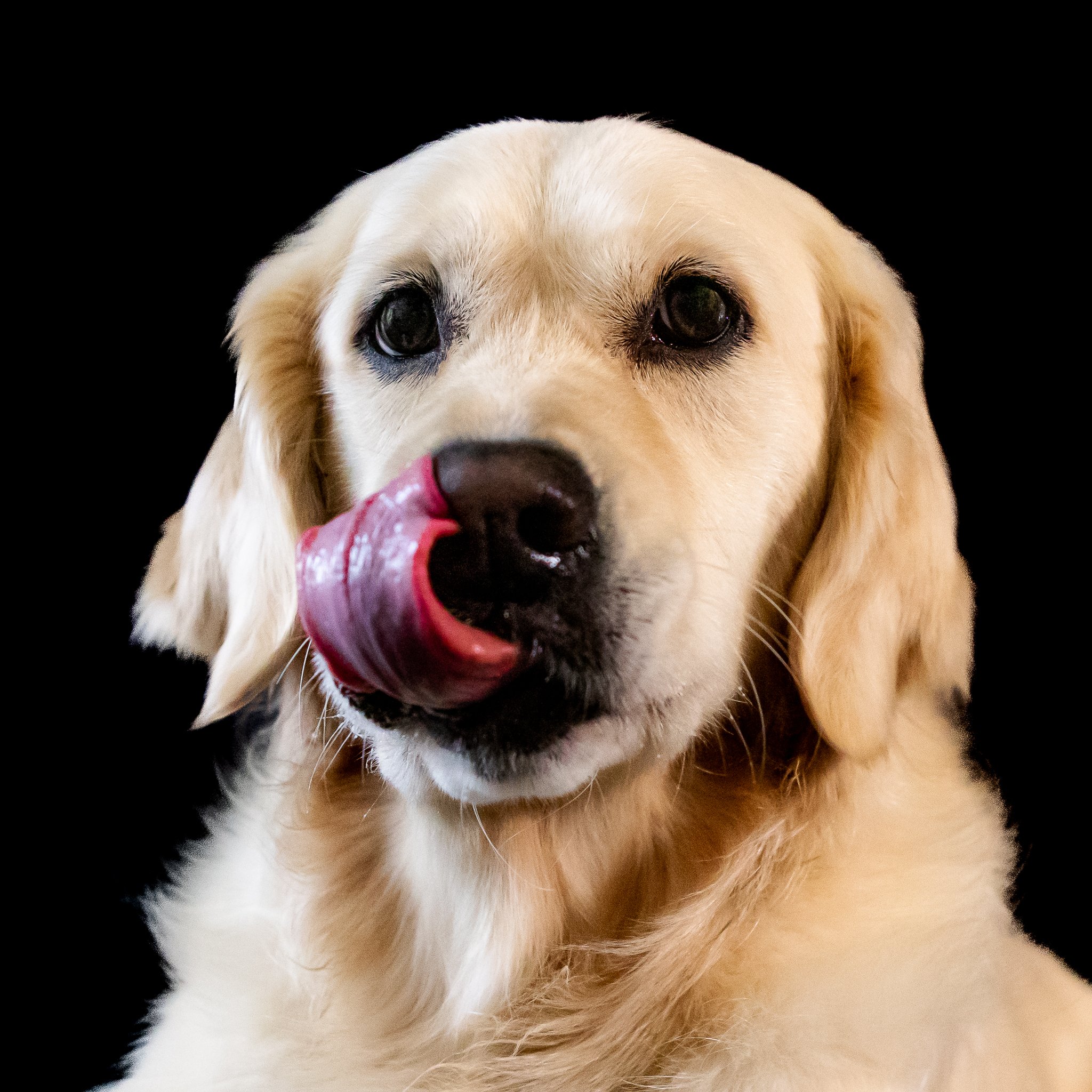 Dog photoshoot
