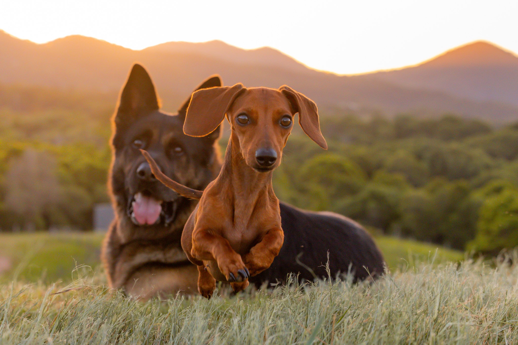 Two dogs in a field at sunset, a Dachshund in the foreground and a German Shepherd in the background. Dog photoshoot