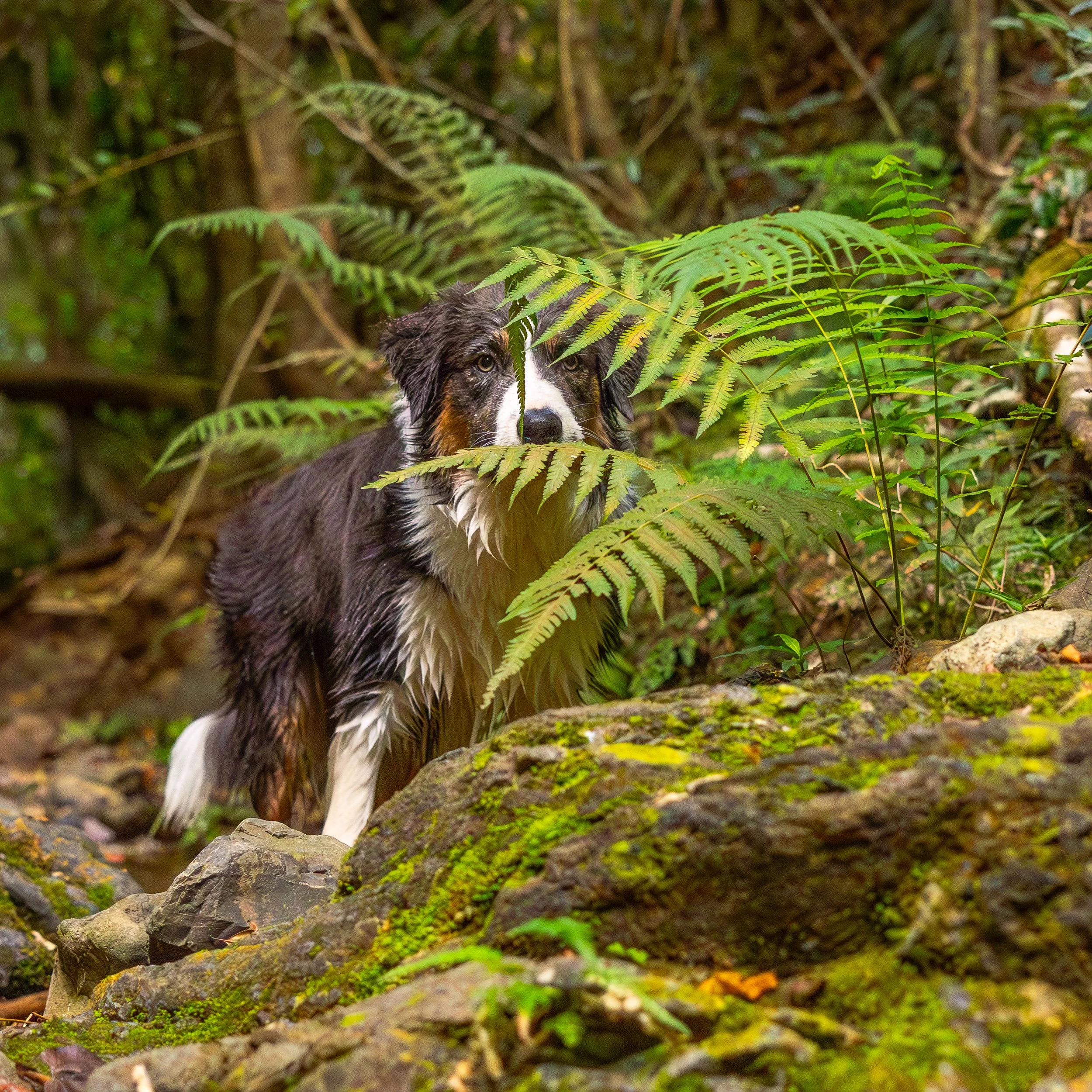 A dog with black, white, and brown fur peeks through green fern leaves in a forest.