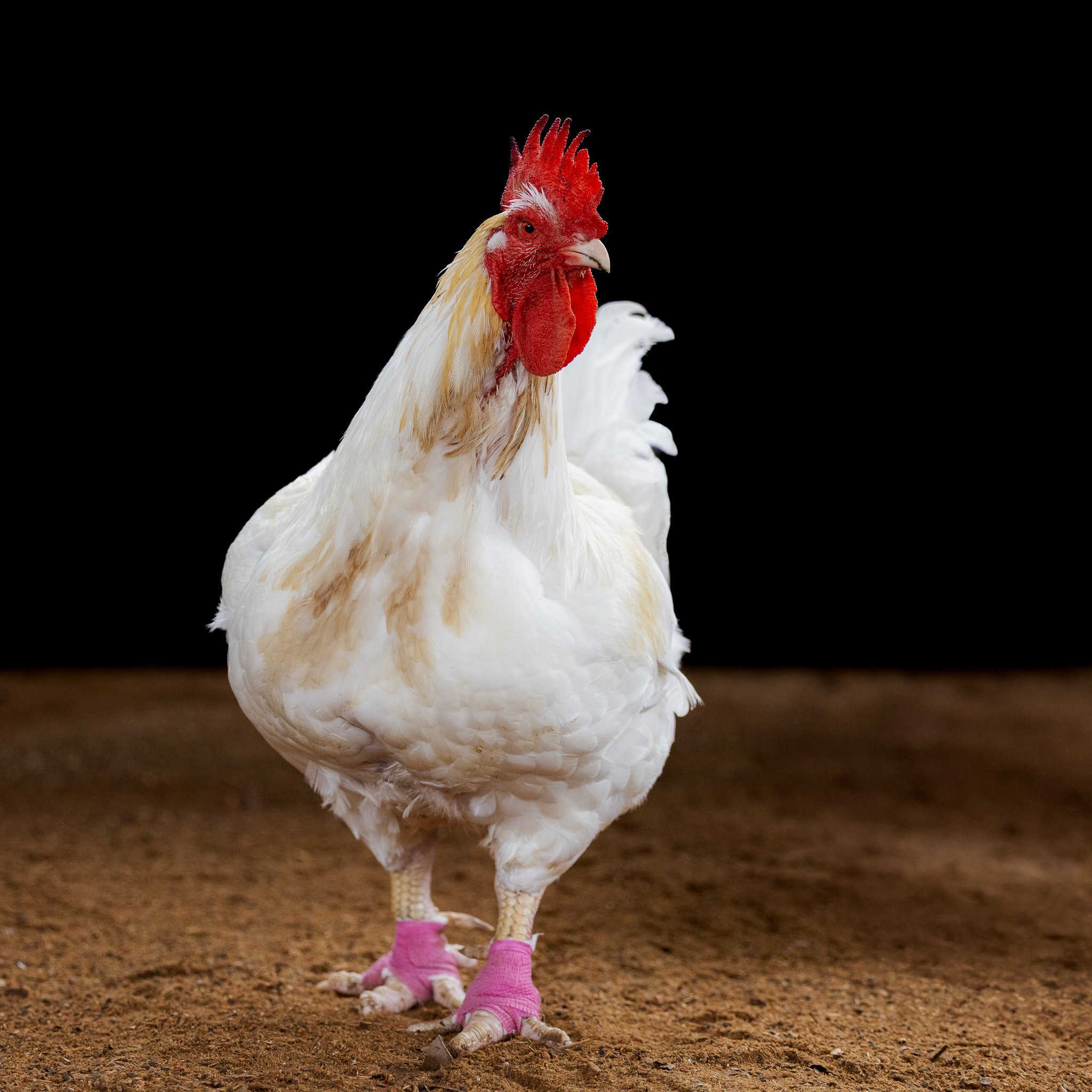 White chicken with red comb wearing pink leg bands standing on sand with a black background. Rooster photoshoot