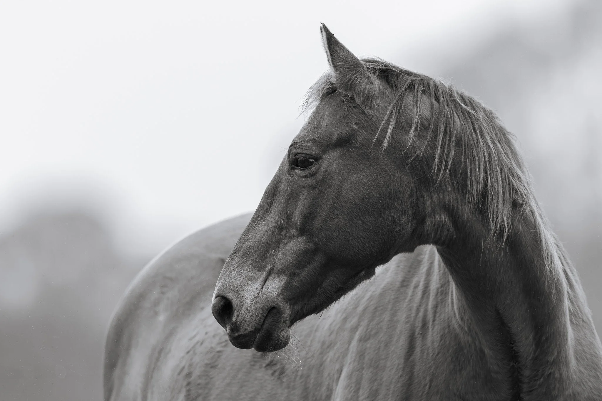 A black and white close-up photograph of a horse's face, showing its eye, ear, and part of its mane.