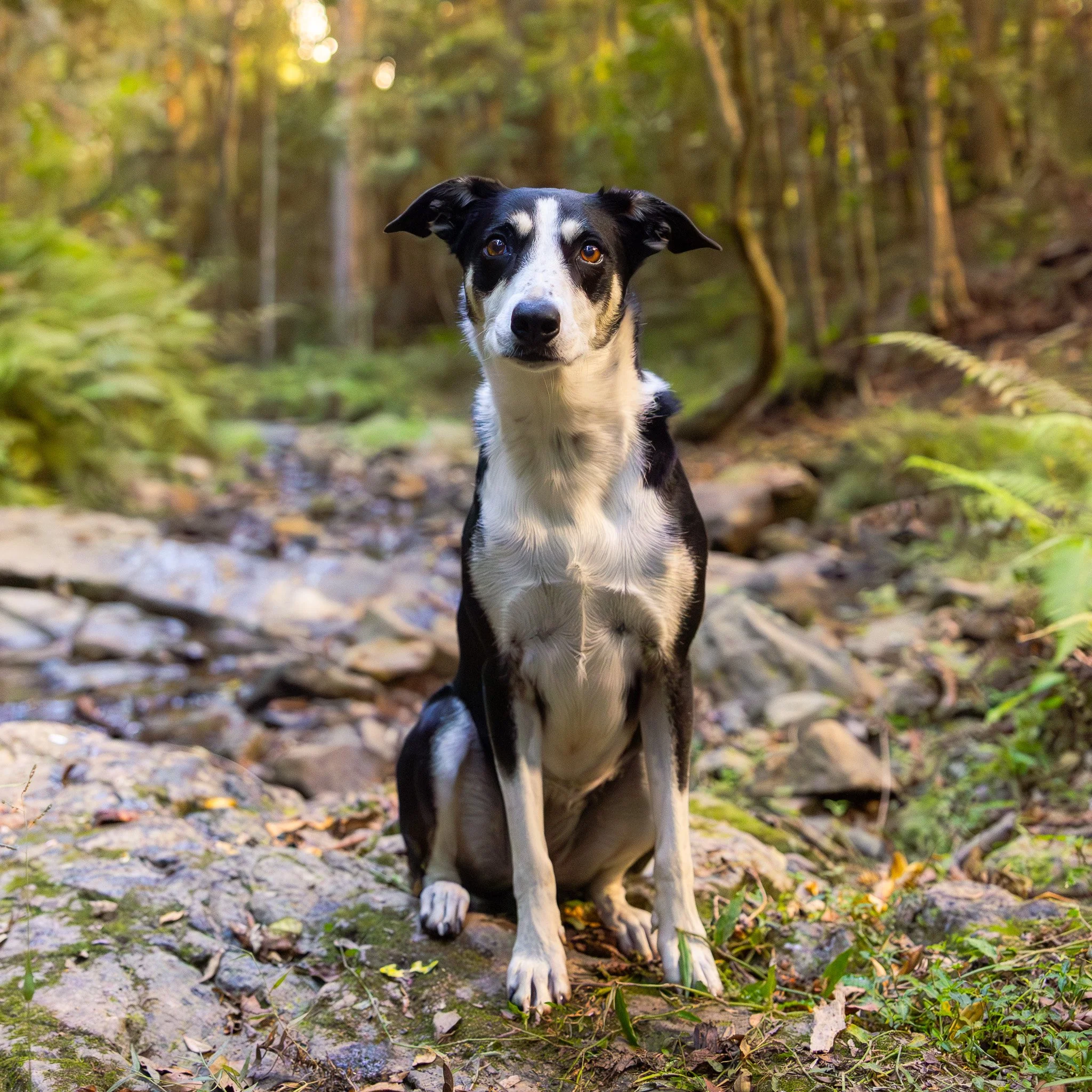 A black and white dog with brown eyes standing outdoors in a forested area, surrounded by fallen leaves and green plants.