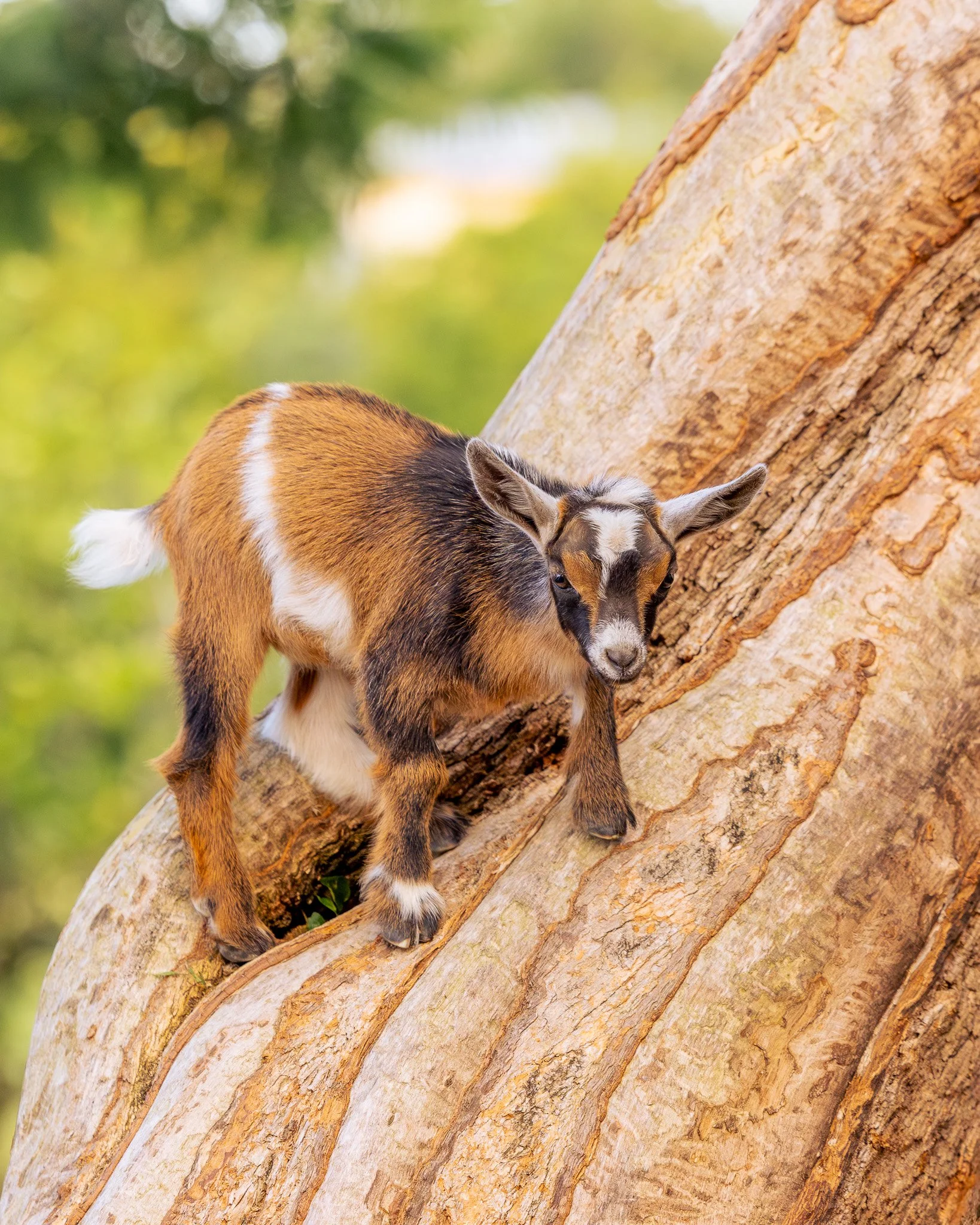 A goat climbing a large tree trunk.