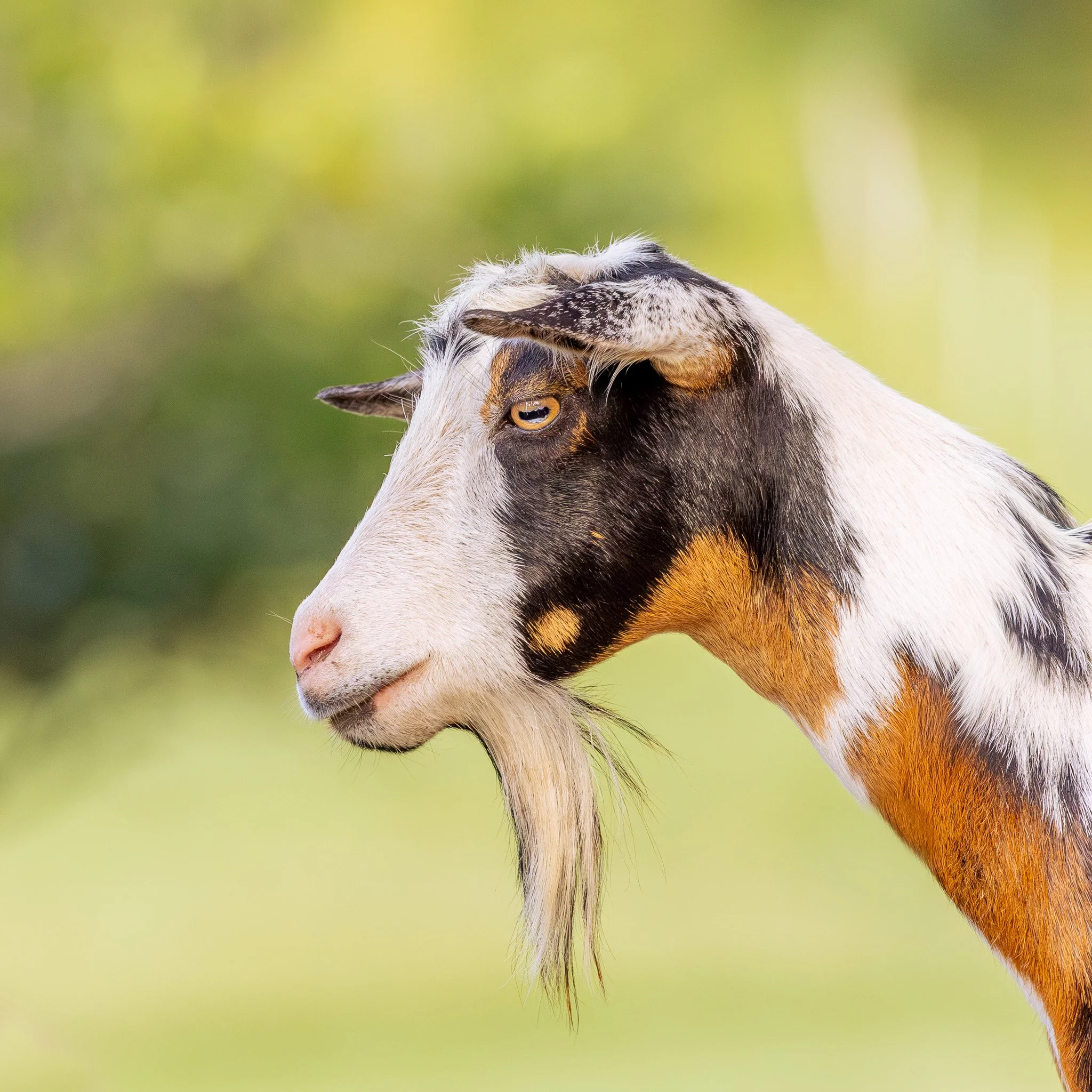 Close-up of a goat's head showing its eye, ears, and part of its horn with a blurred green background.